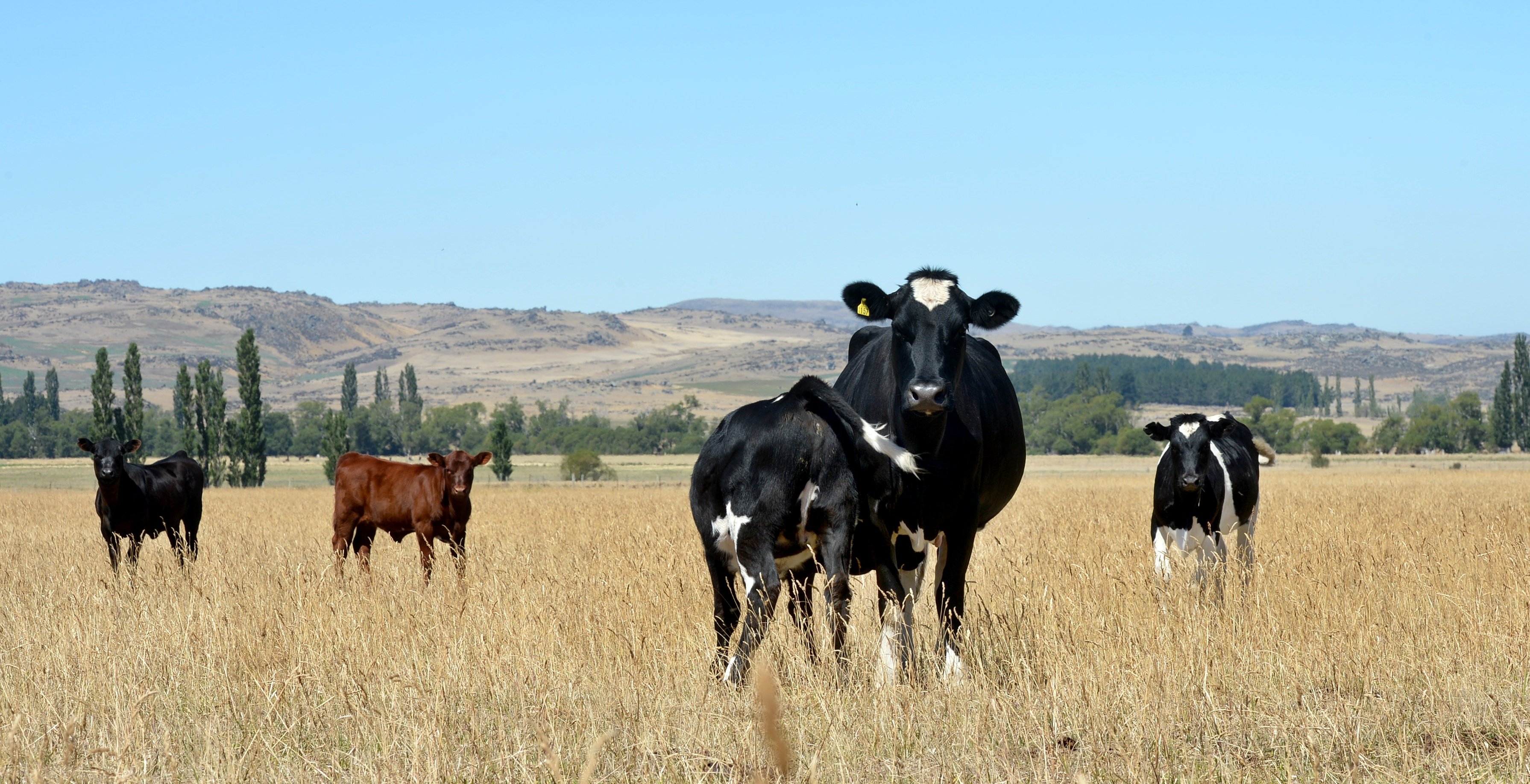 Farmer saves farm in adopt-a-cow offer | Otago Daily Times Online News