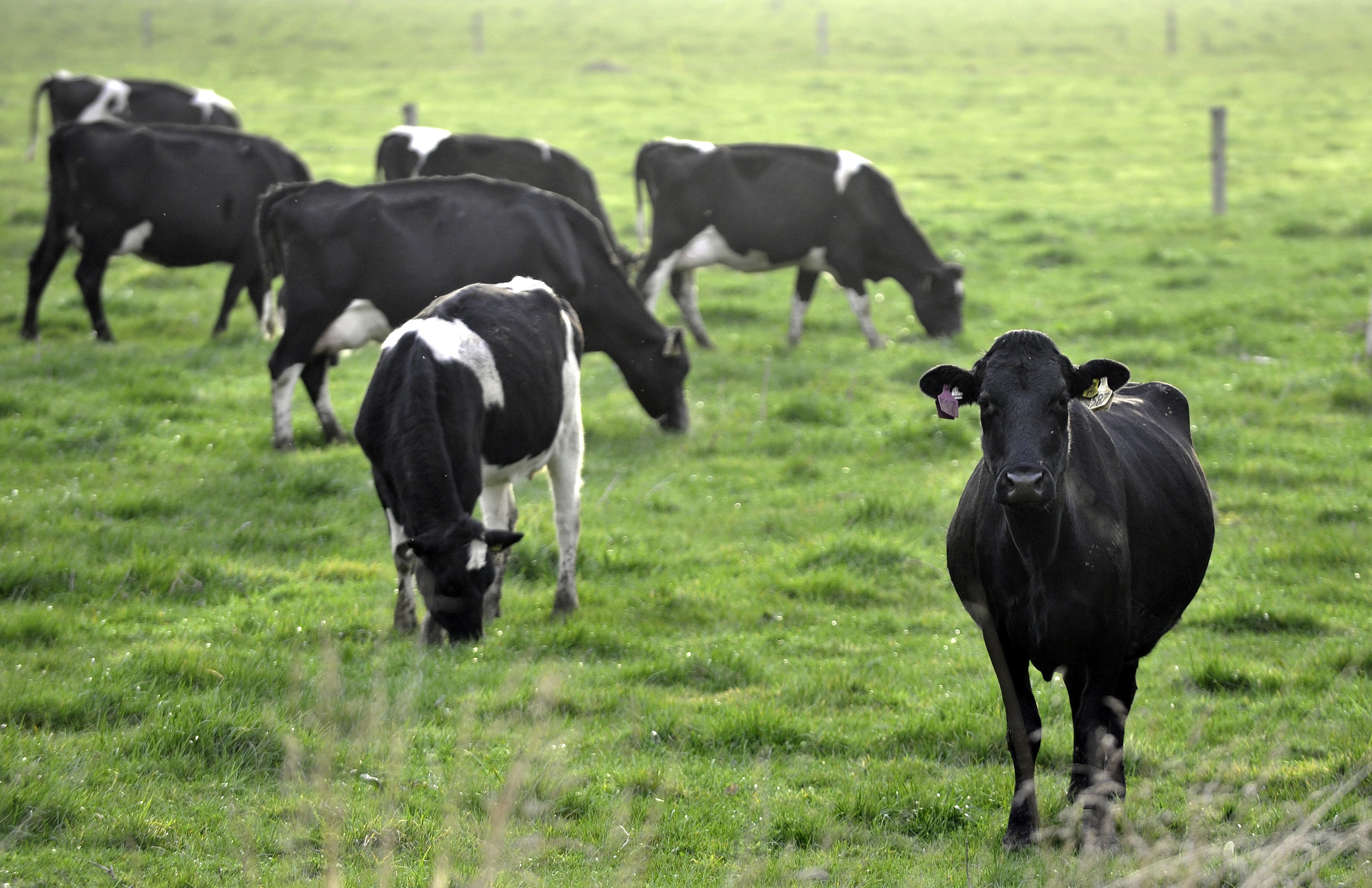 Rush to contain first instance of cattle disease in NZ | Otago Daily ...