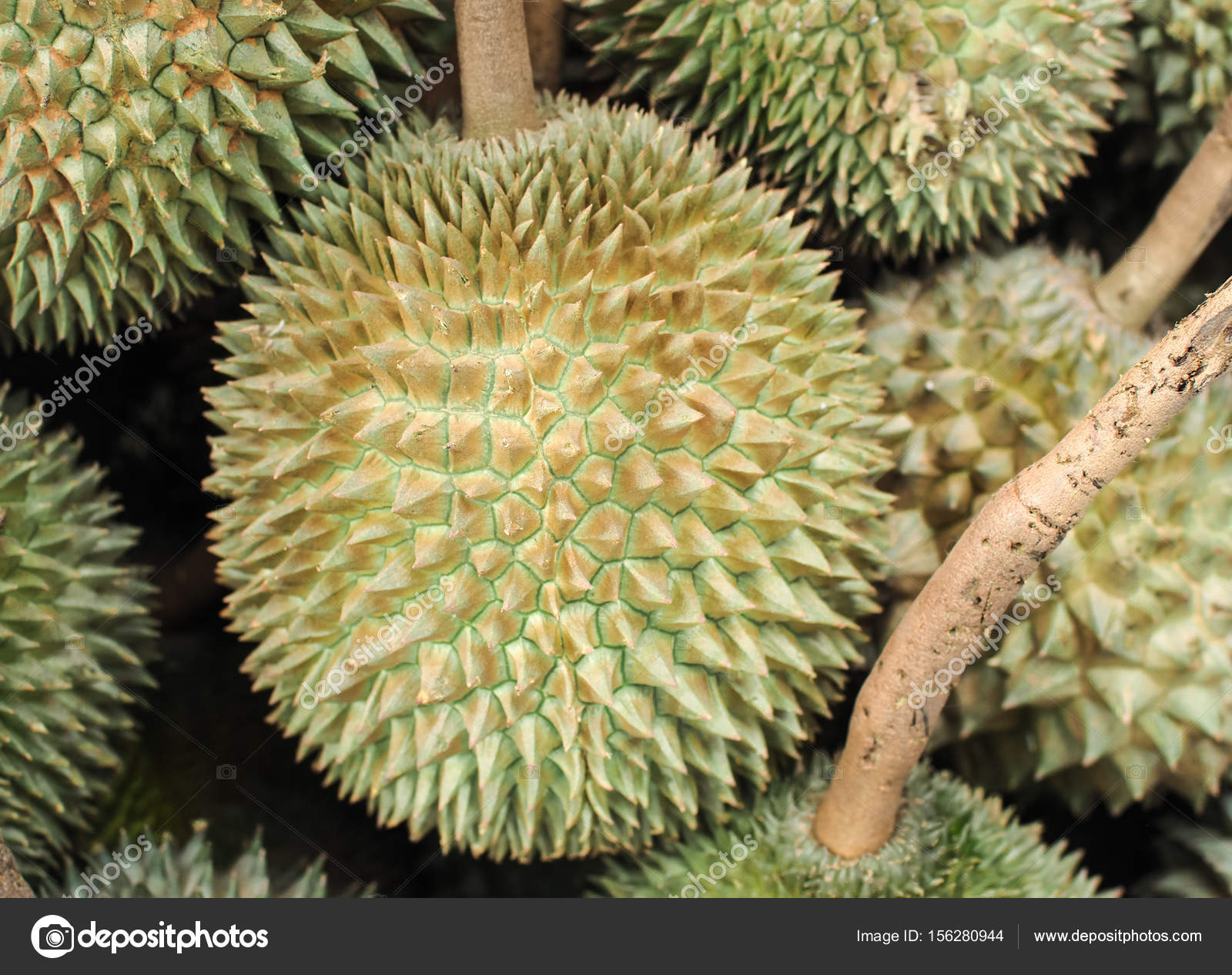 Durian fruit sale in farm market — Stock Photo © VICHAILAO #156280944