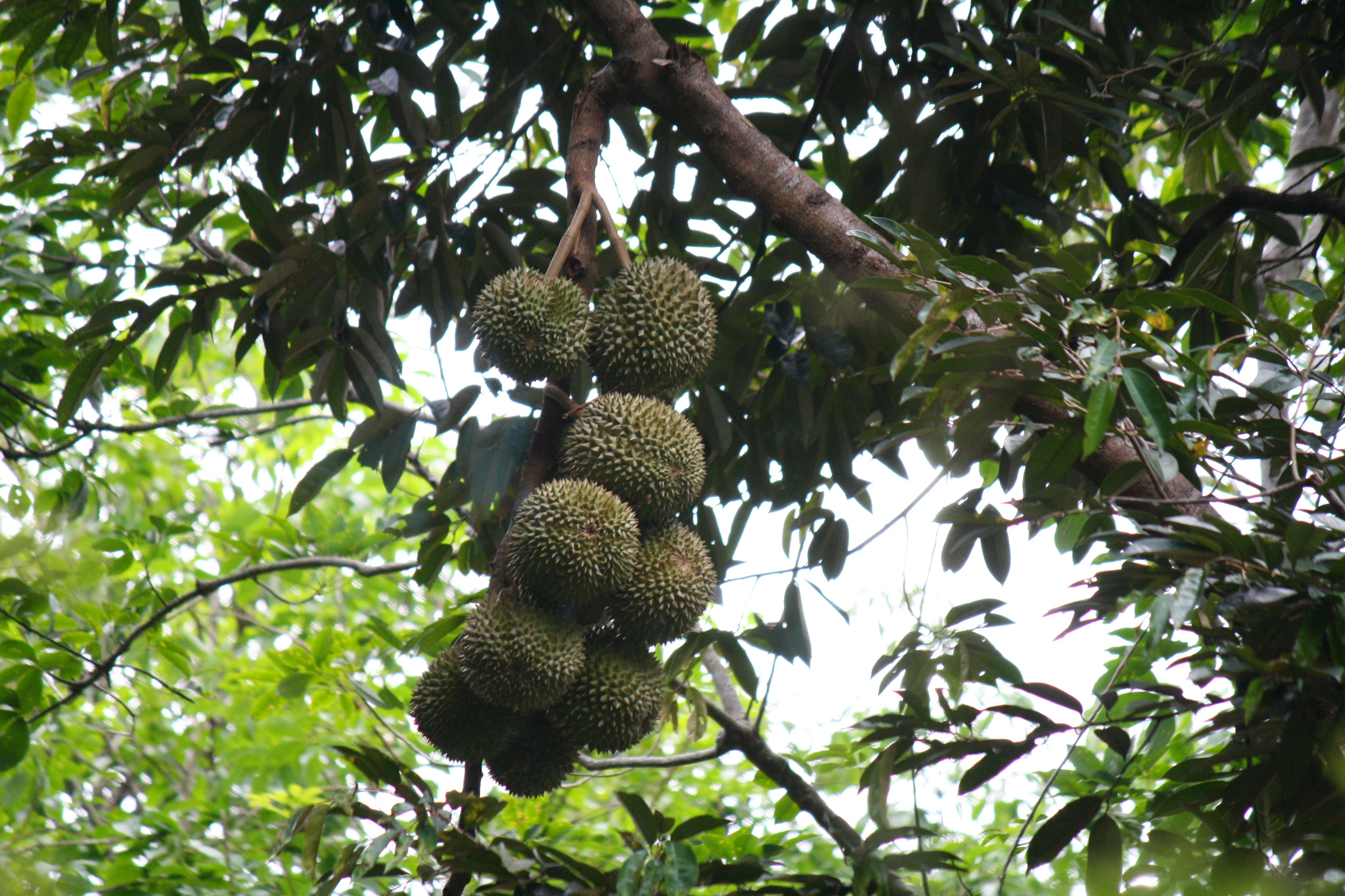 Durian Tree. | Thai Hemp House | Pinterest | Durian tree