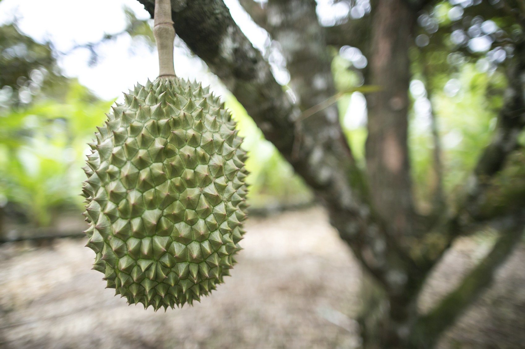 Uses For Durian Fruit ? Learn About Durian Fruit Growing