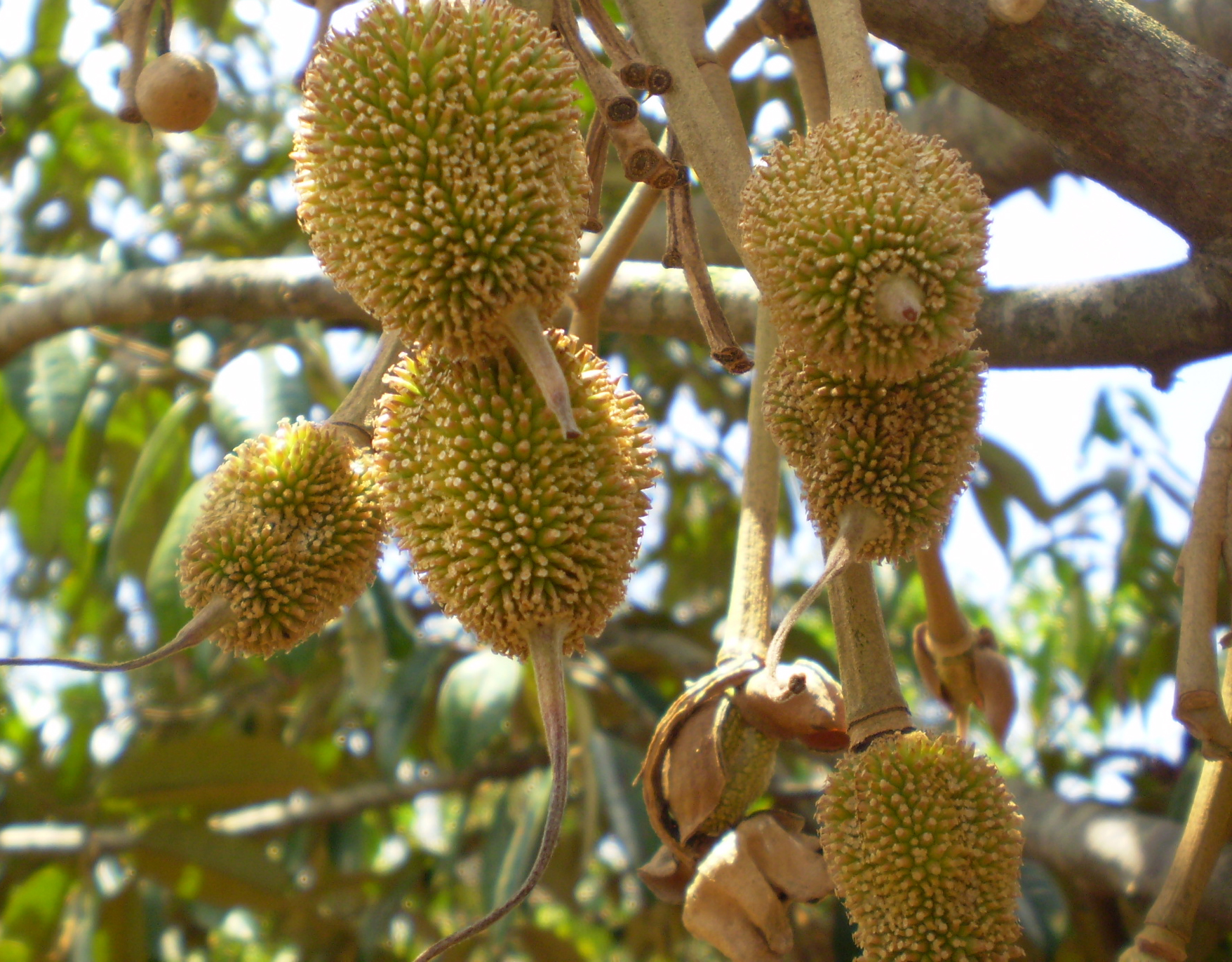 File:Tender fruit's Durian tree.JPG - Wikimedia Commons
