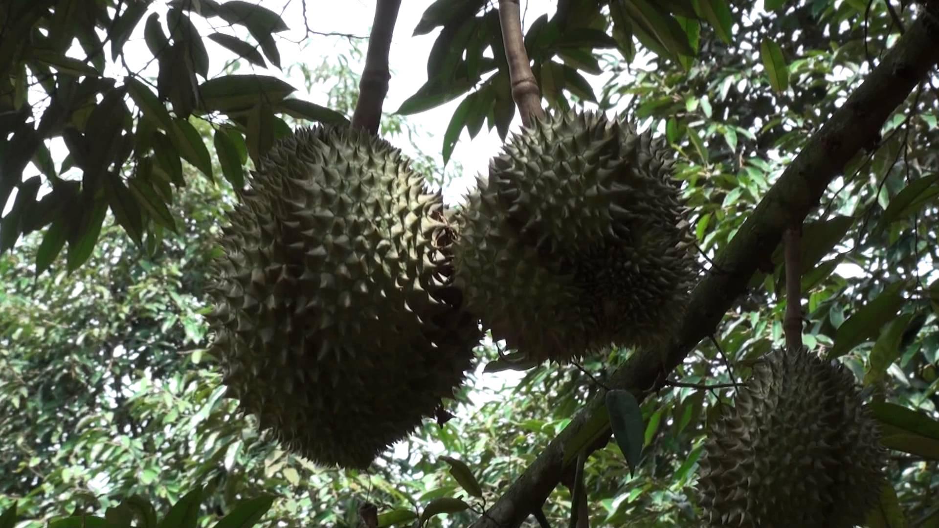 Close-up of Durian Fruit in Tree - Suong, Cambodia - YouTube