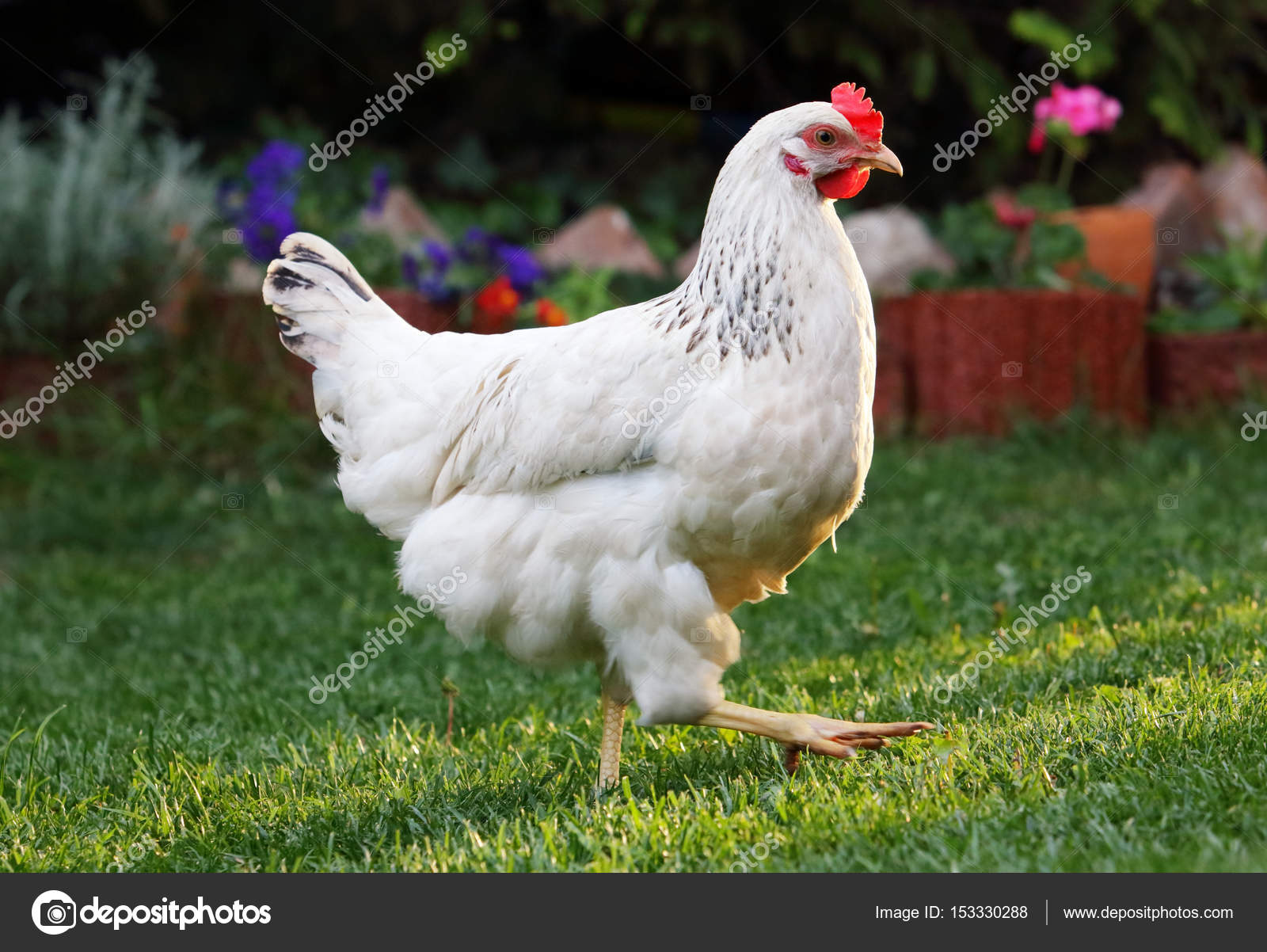 Chicken in nature outdoor farm — Stock Photo © TTstudio #153330288