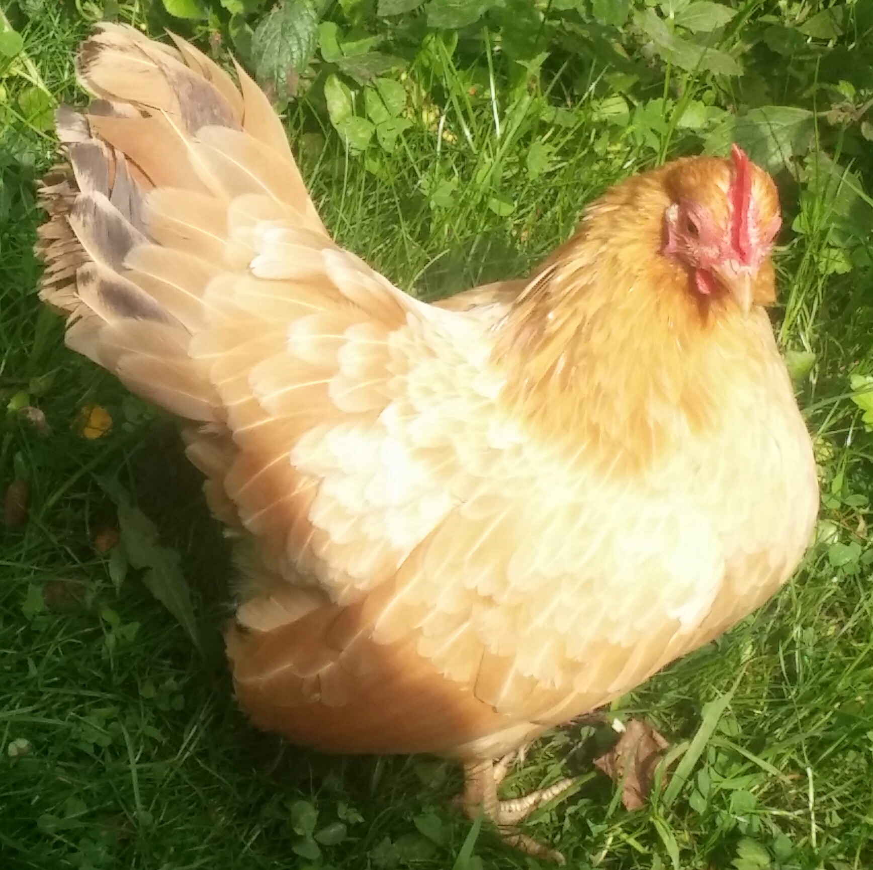 Serama For Sale | Chickens | Breed Information | Omlet