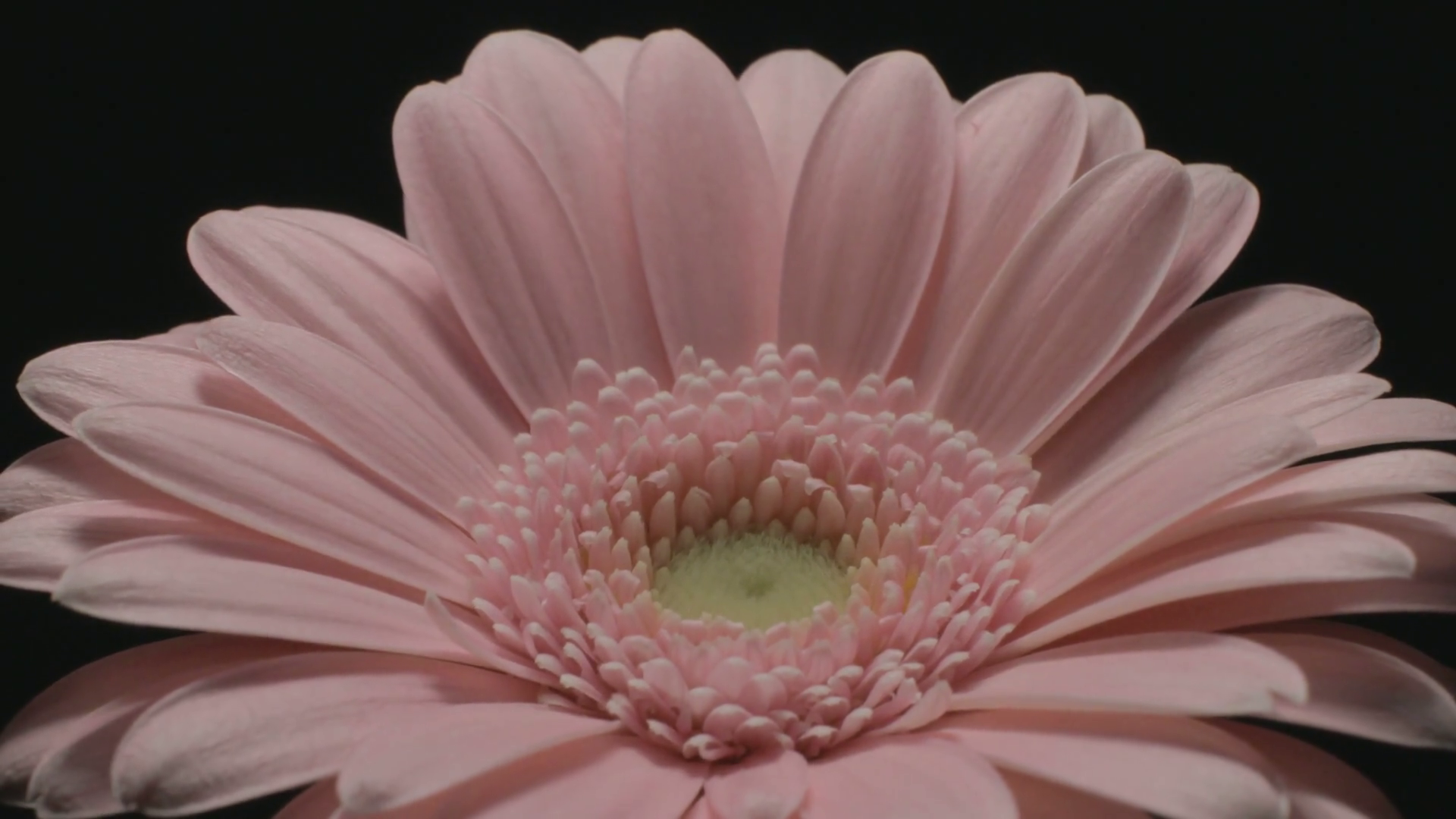 UNGRADED - Medium close up motion time lapse shot of a pink Gerbera ...