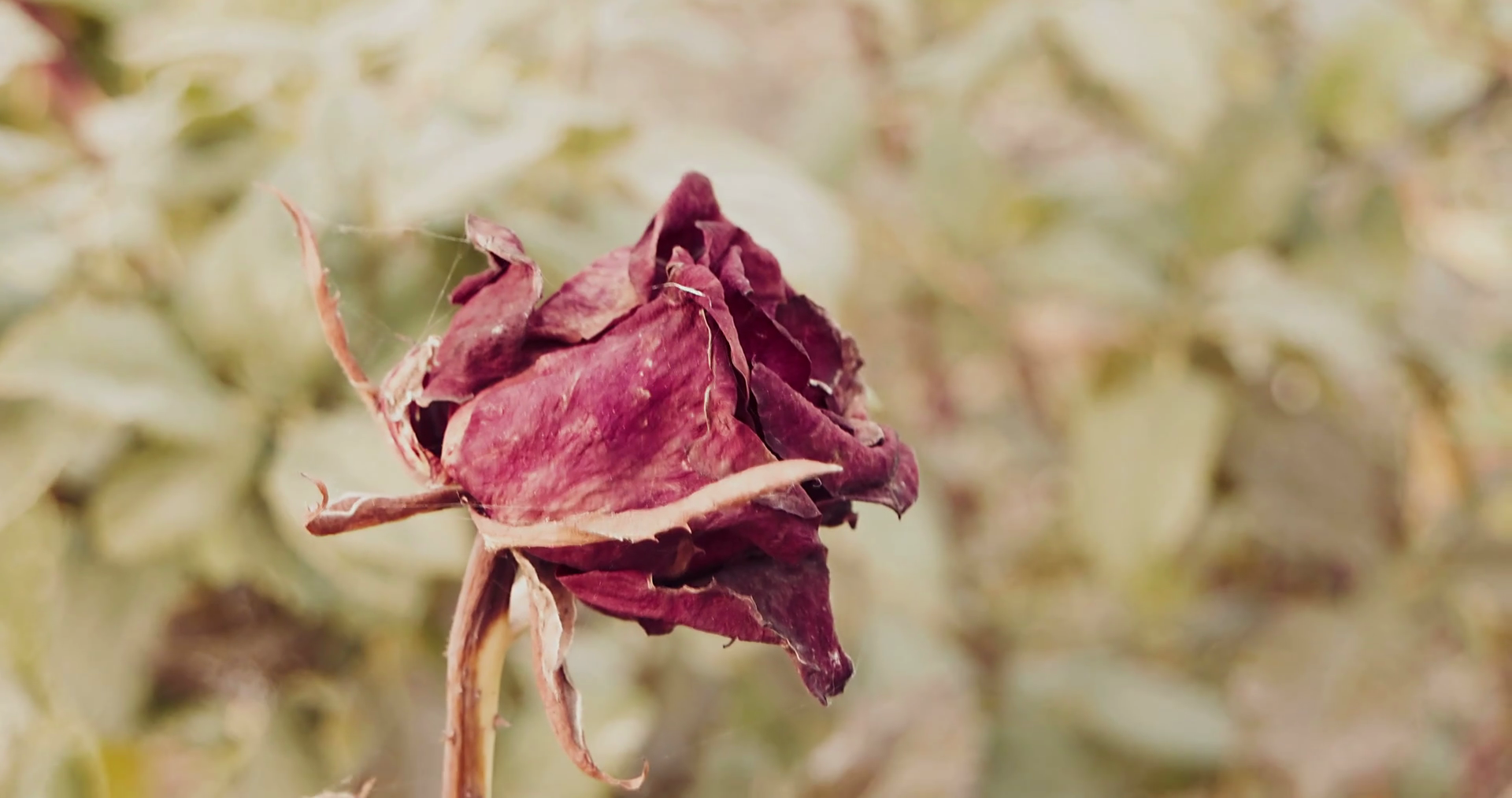 Dying flowers of rose in autumn garden toned set of footage Stock ...