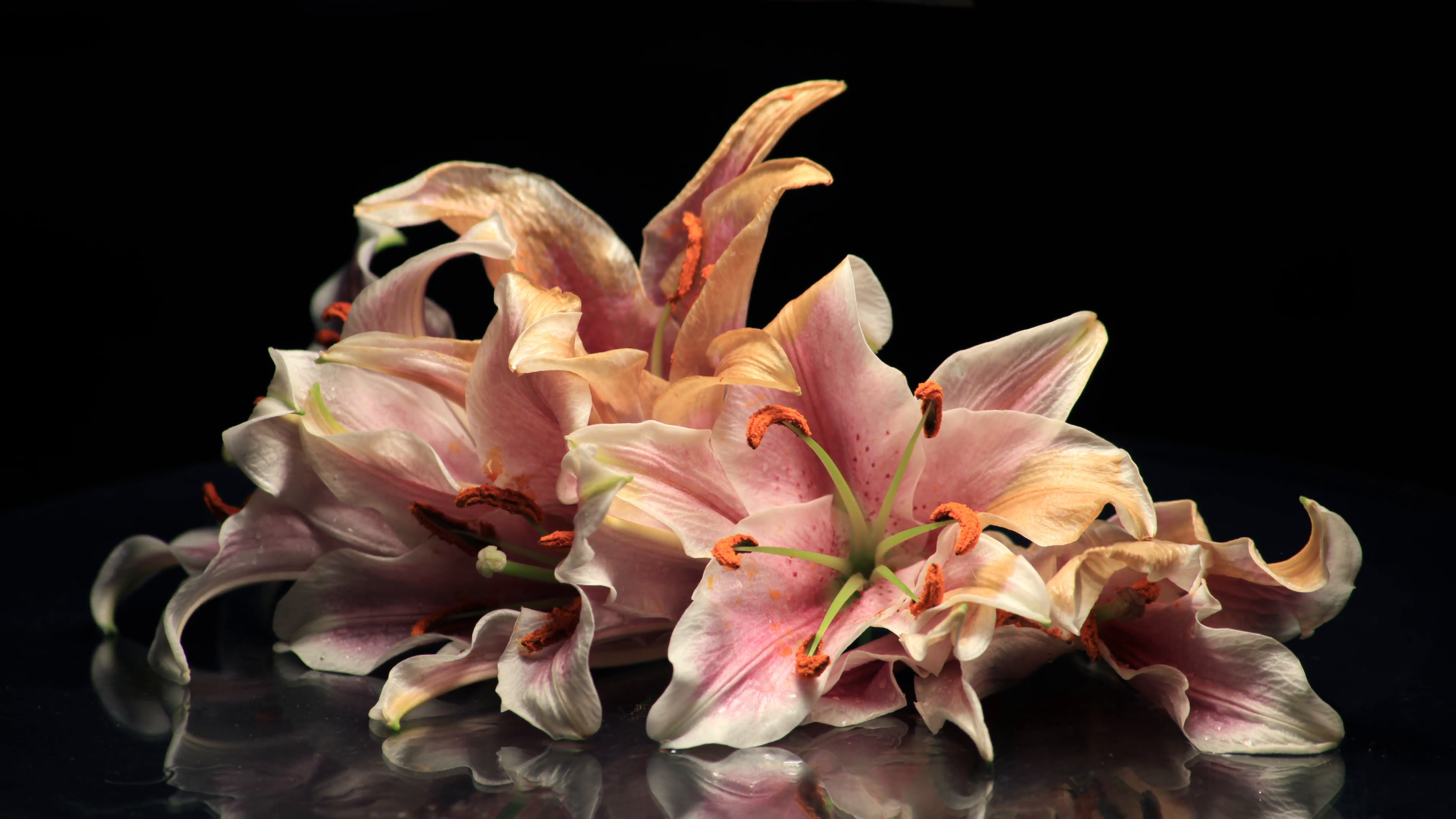 A studio time-lapse of flowers (lilies) wilting and dying Stock ...