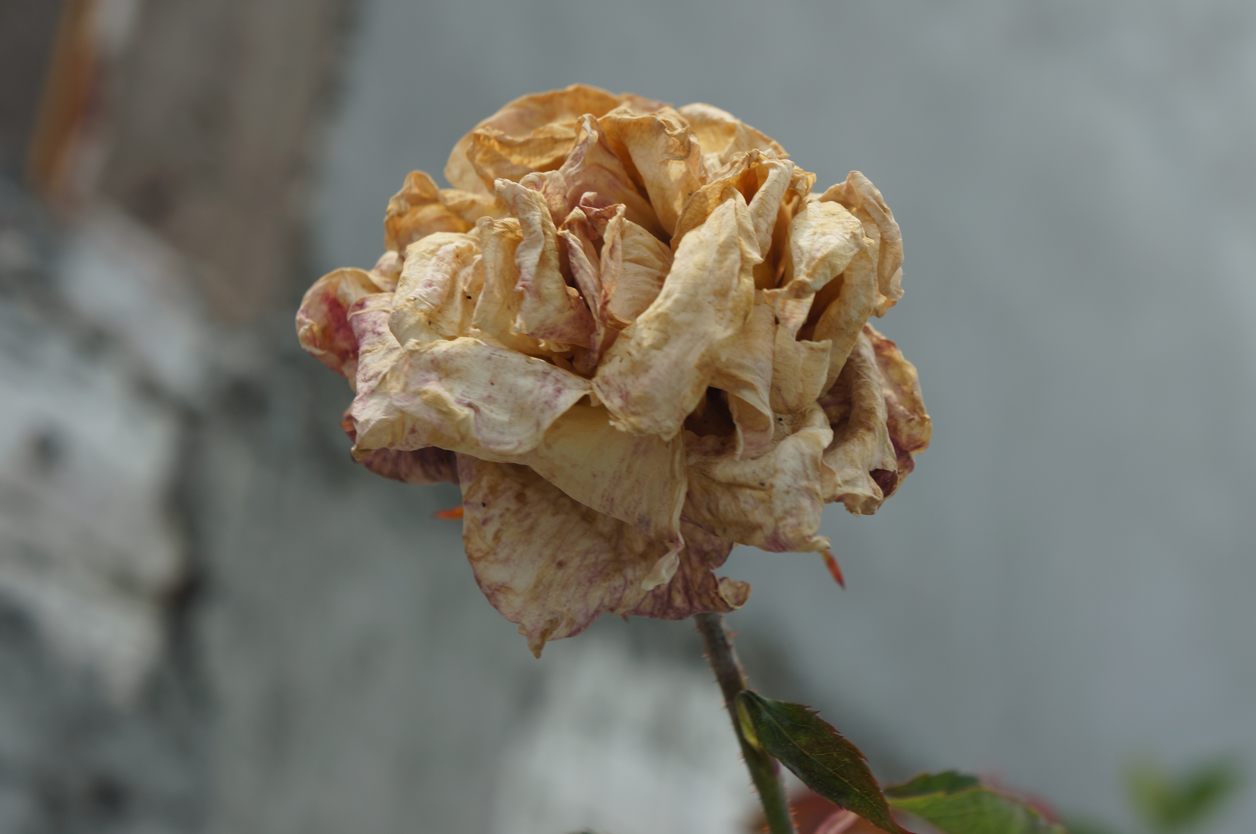 The Dying Flower « Films, photography, art, etc.