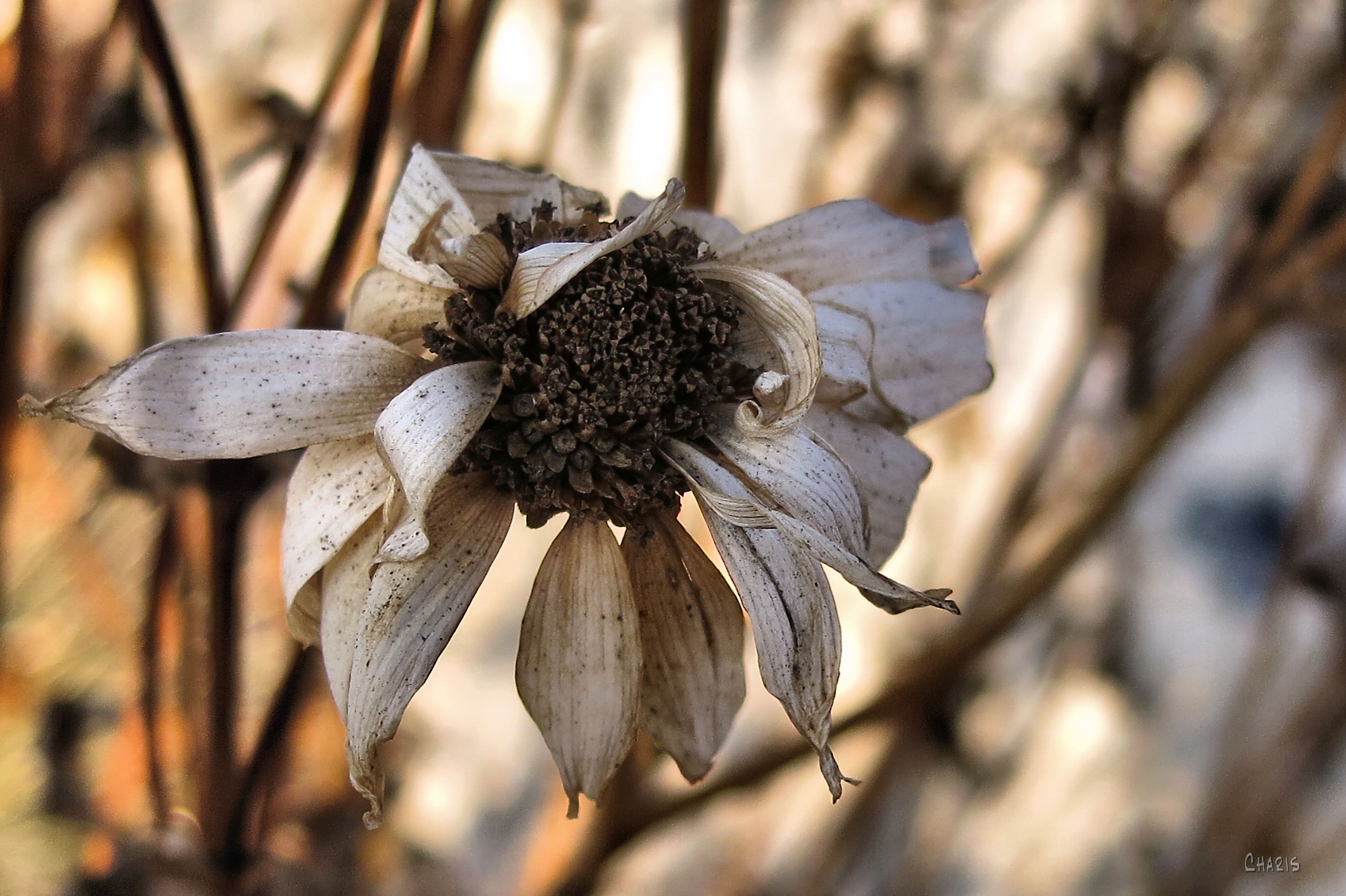 Free Photo Dying Flower Dead Dying Flower Free Download Jooinn