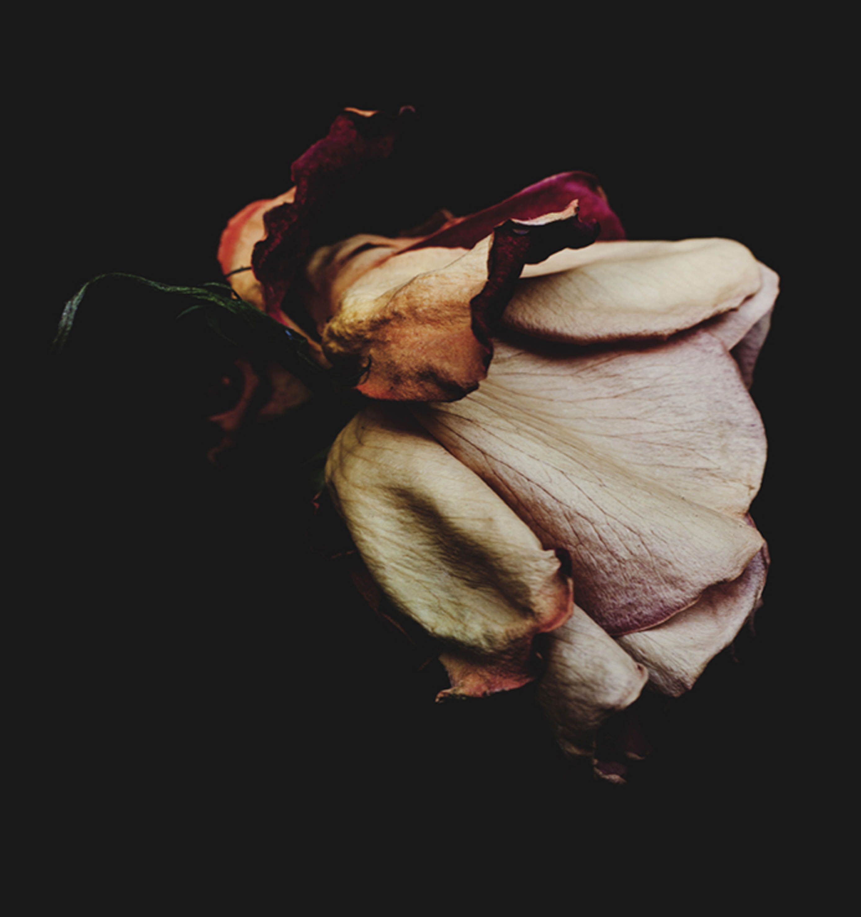 I Was Shot By Billy Kidd | Flower, Inspiration and Vanitas