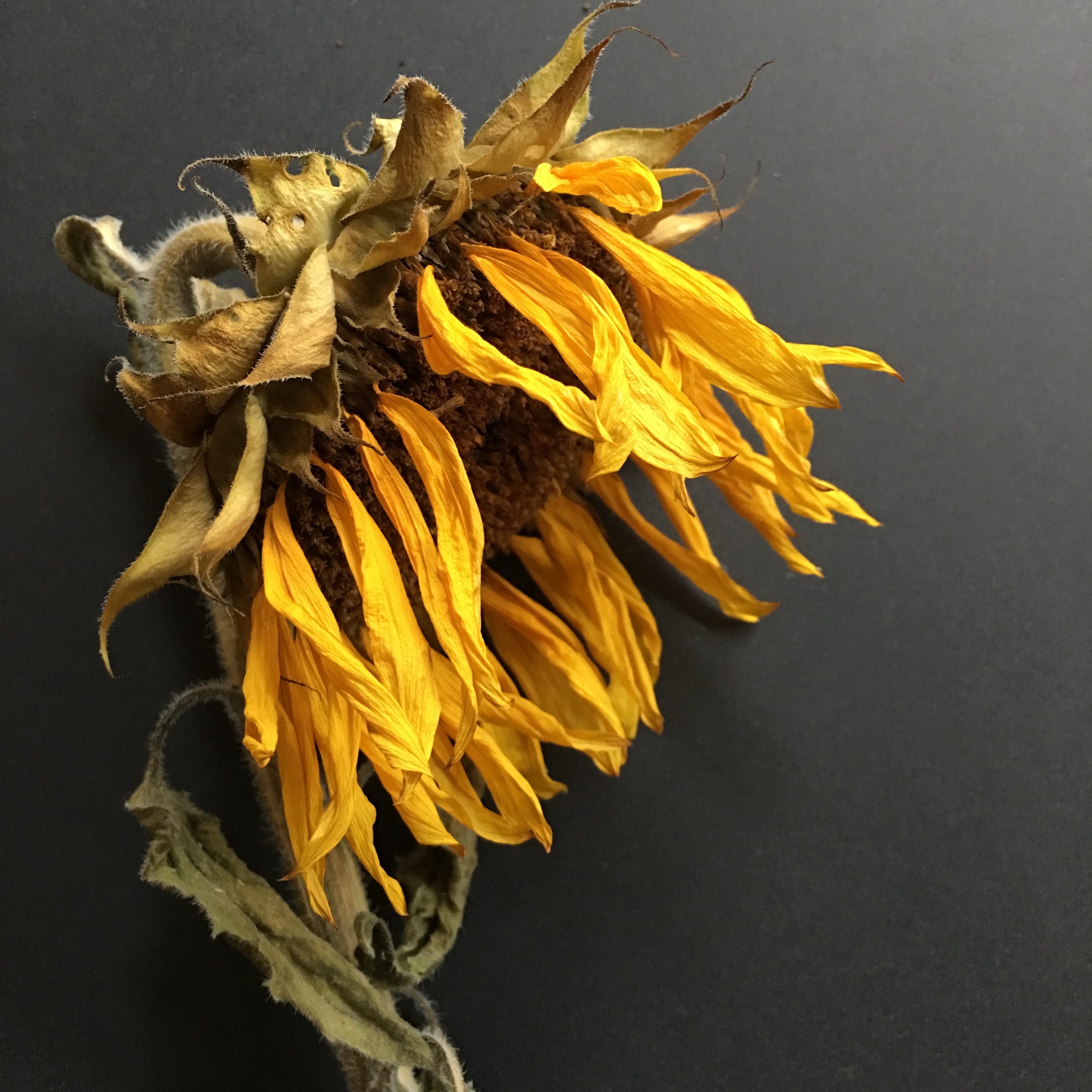 Photography Trends: Tips for Taking Photos of Dead & Dying Flowers ...