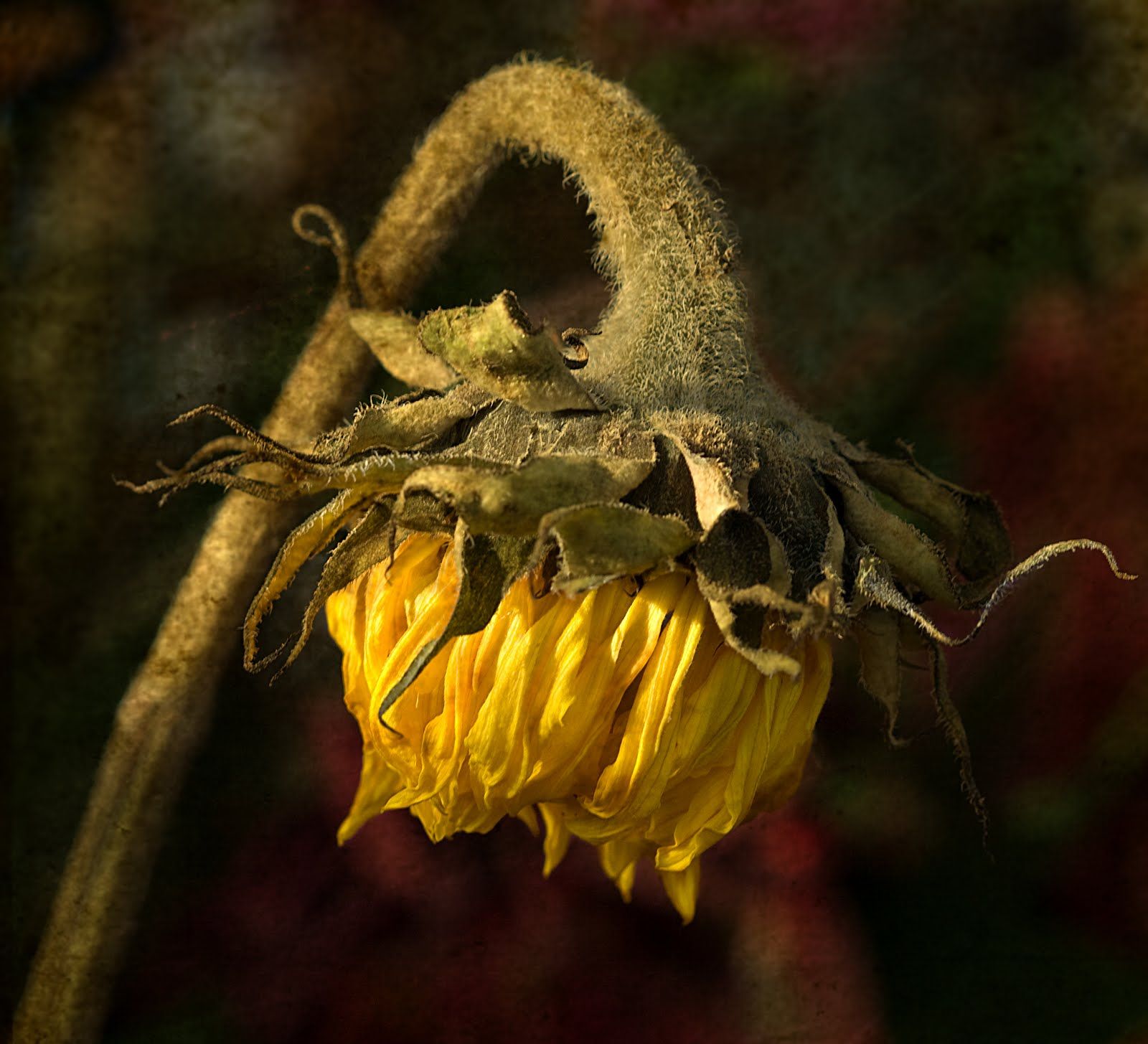 Dying Flowers | galleryhip.com - The Hippest Galleries! | Still ...