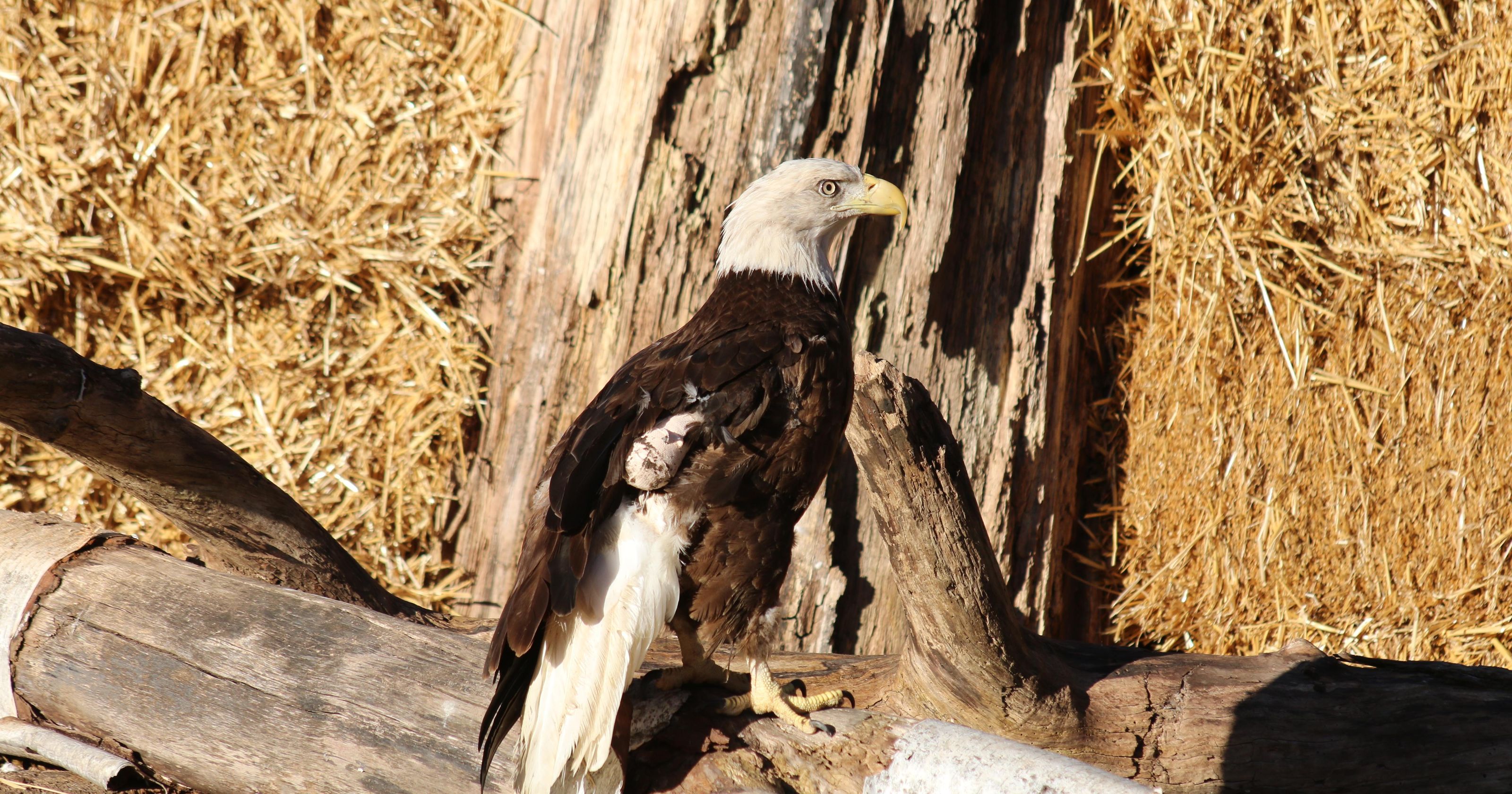 Rescued eagle, Mr. America, finds home at Detroit Zoo