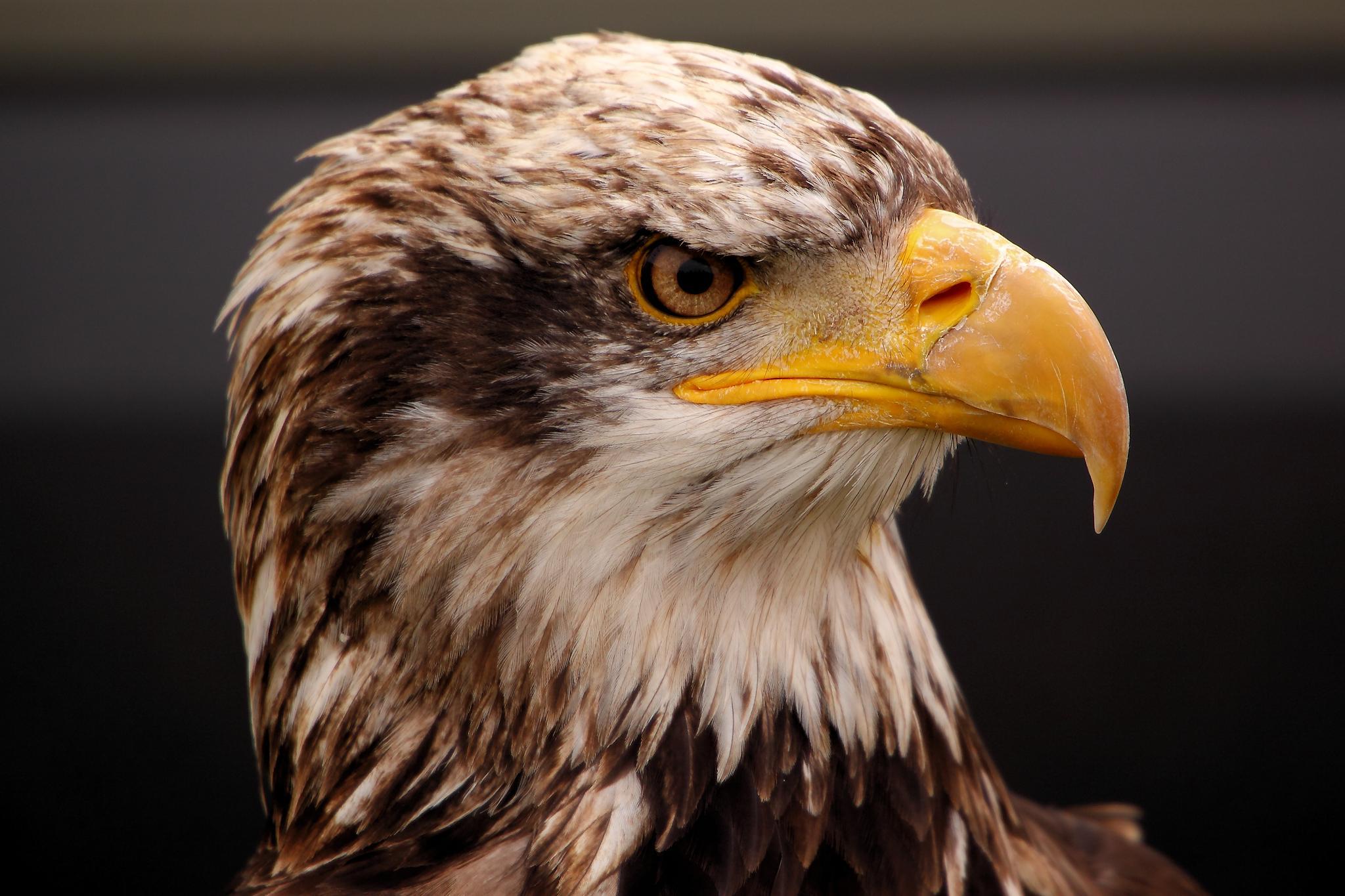 Picture 7 of 9 - Eagle (Hieraatus Spilogaster) Pictures & Images ...