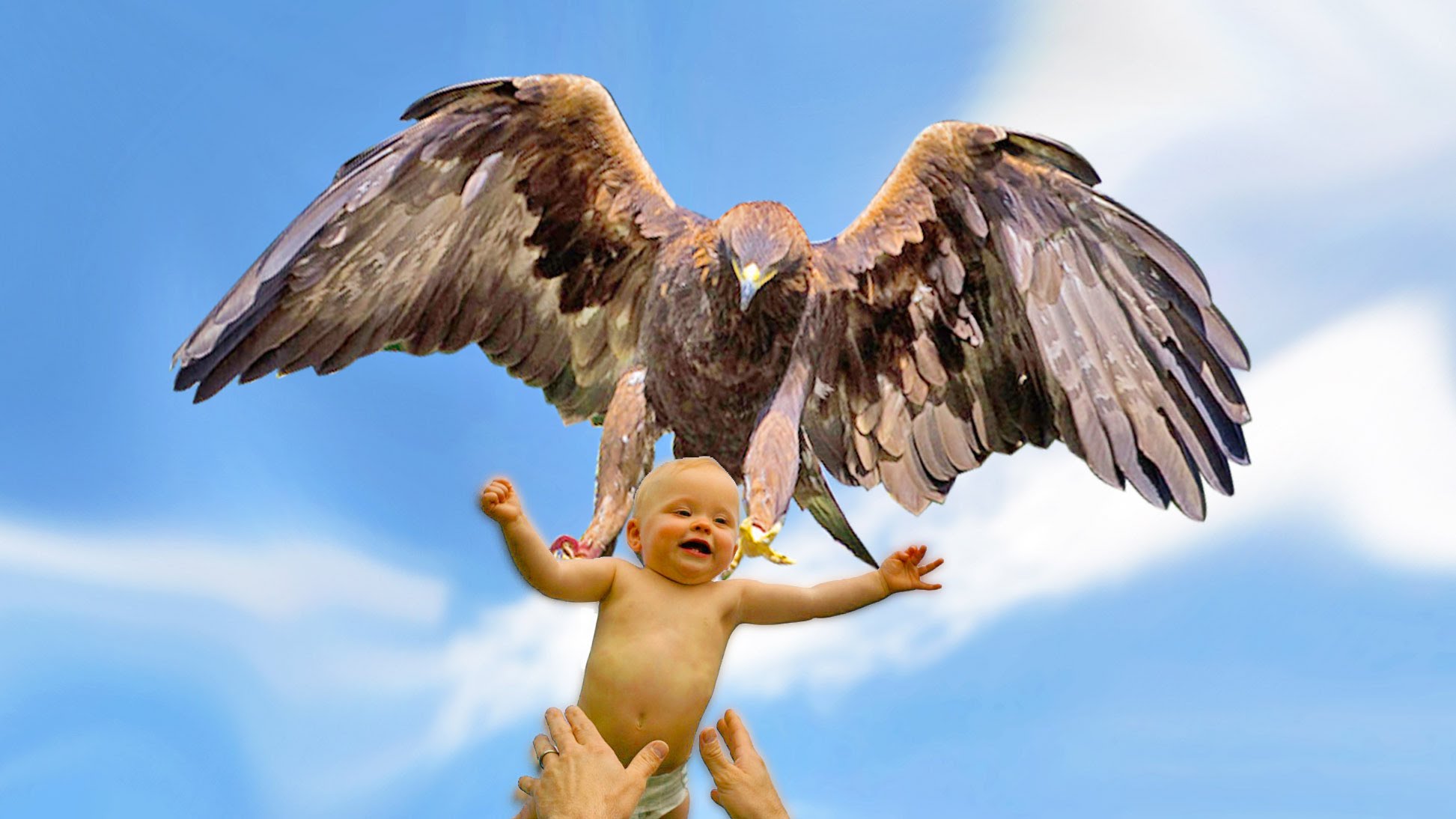 Eagle Attacks! (Real or Fake?) Bald Eagle, Golden Eagle Falcon - YouTube