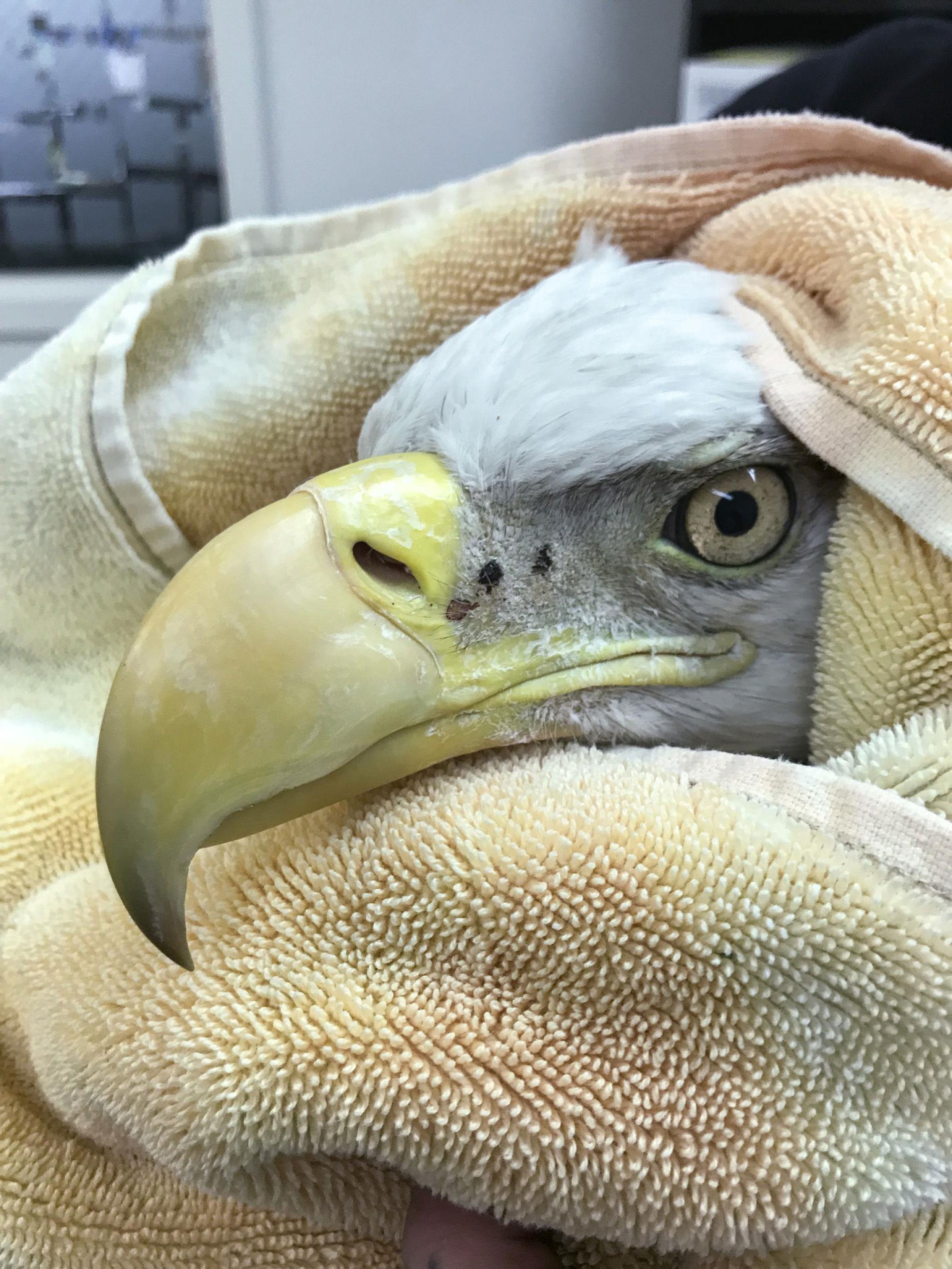 Poisoned Bald Eagle Highlights Lead Bullet Controversy