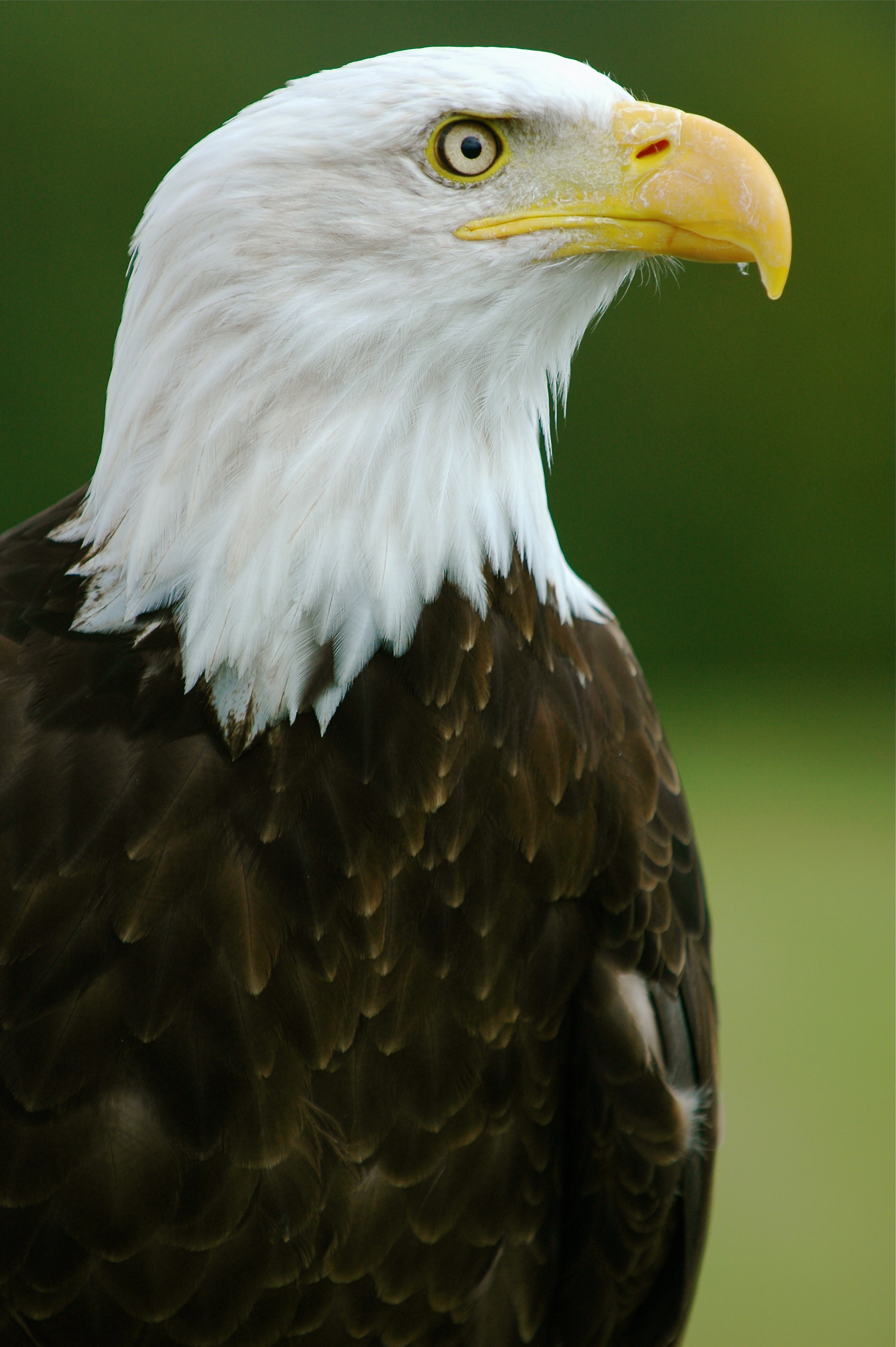 File:Bald Eagle - 