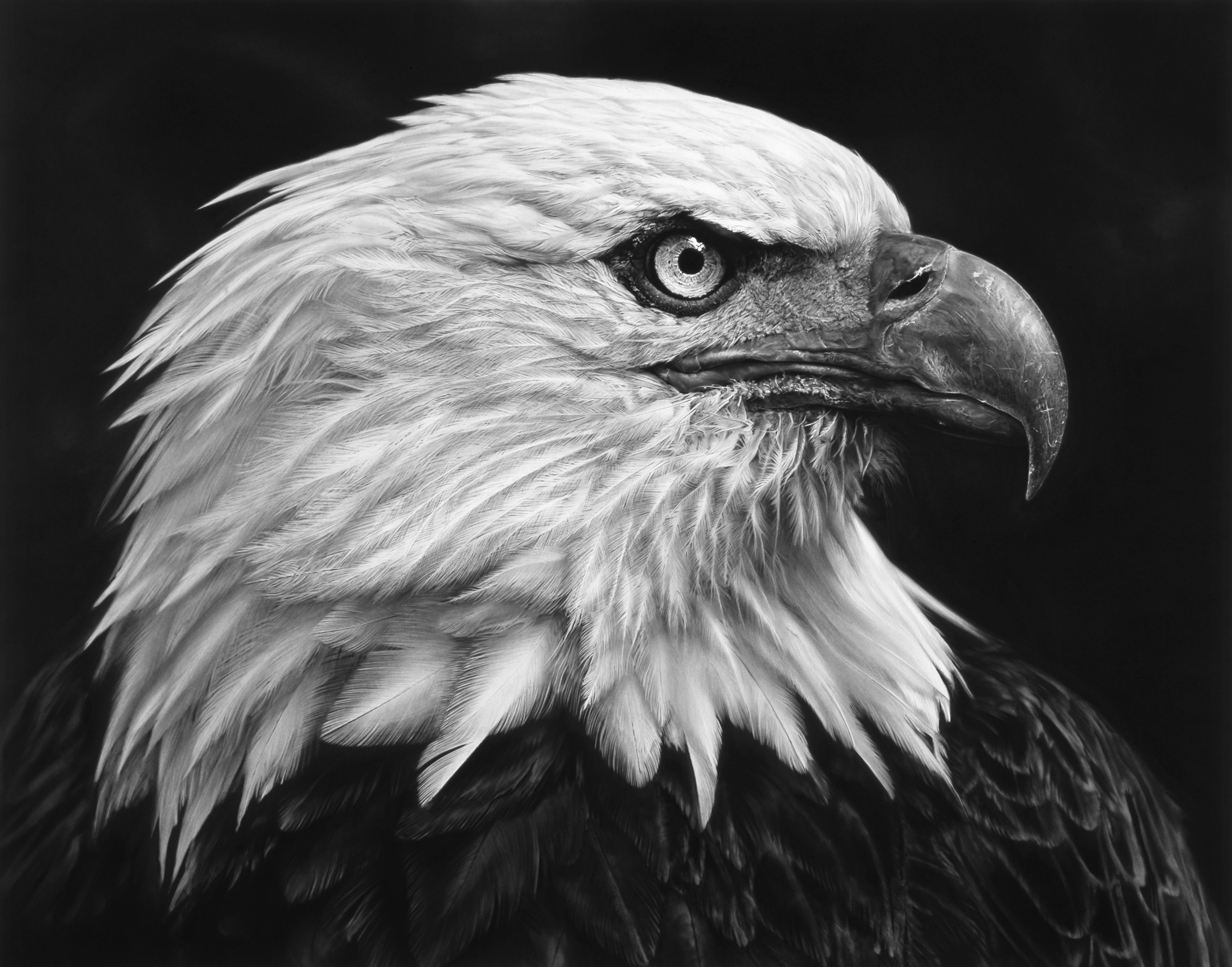 Robert Longo | Untitled (Eagle) | Art Basel