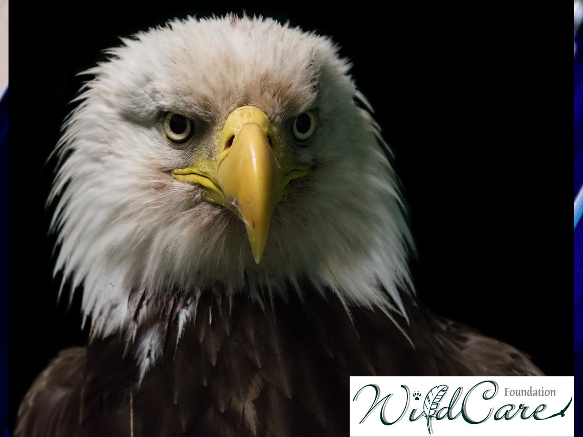 Watch: Rescued eagle released back into the wild | KFOR.com