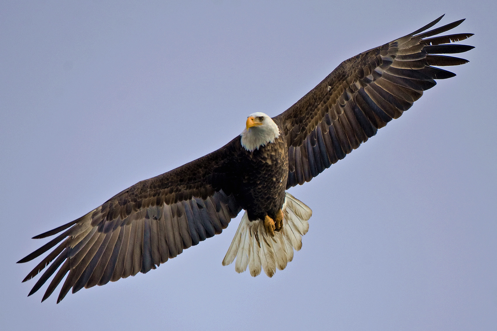 Squamish Eagle Watching - Squamish Accommodations :: August Jack ...