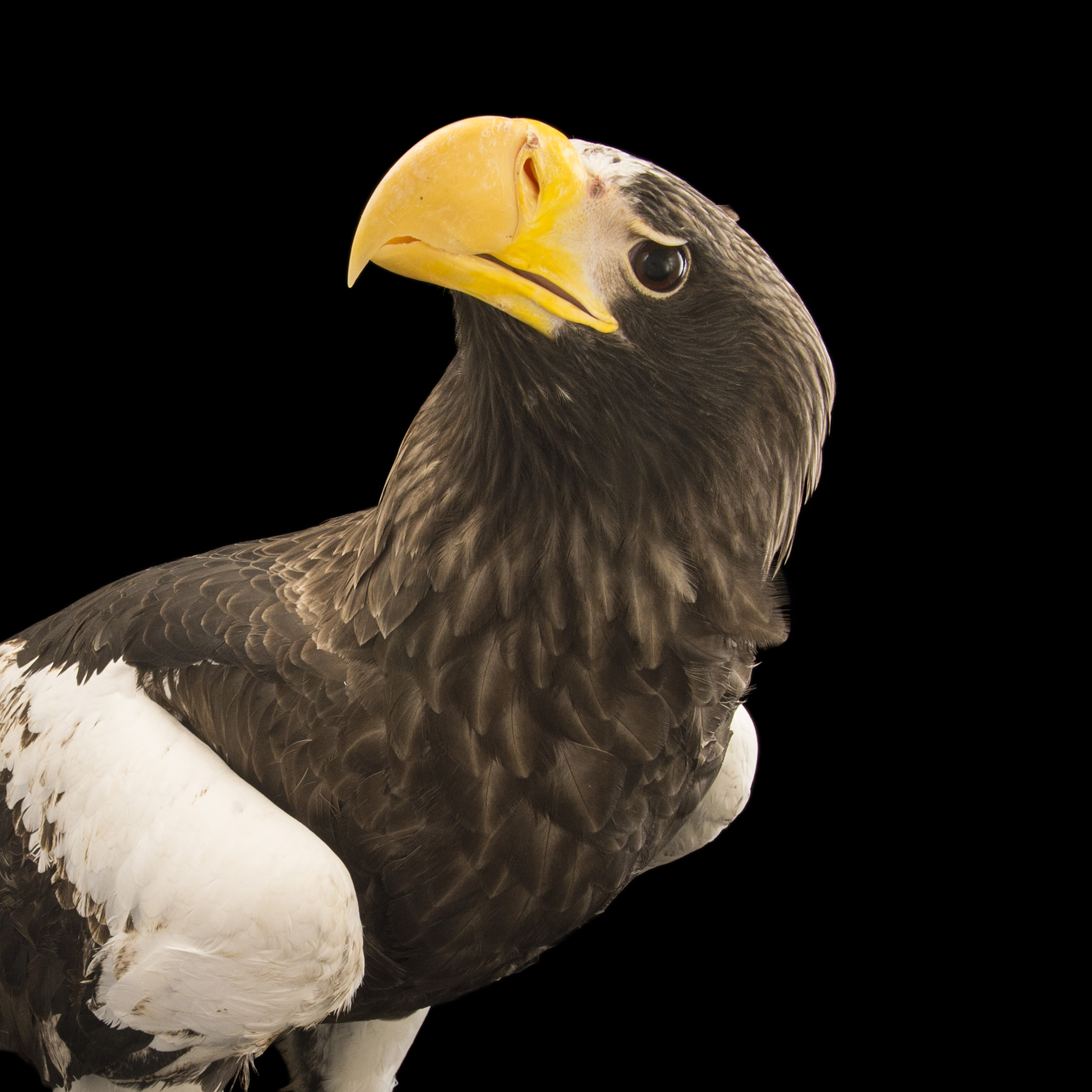 Steller's Sea Eagle | National Geographic