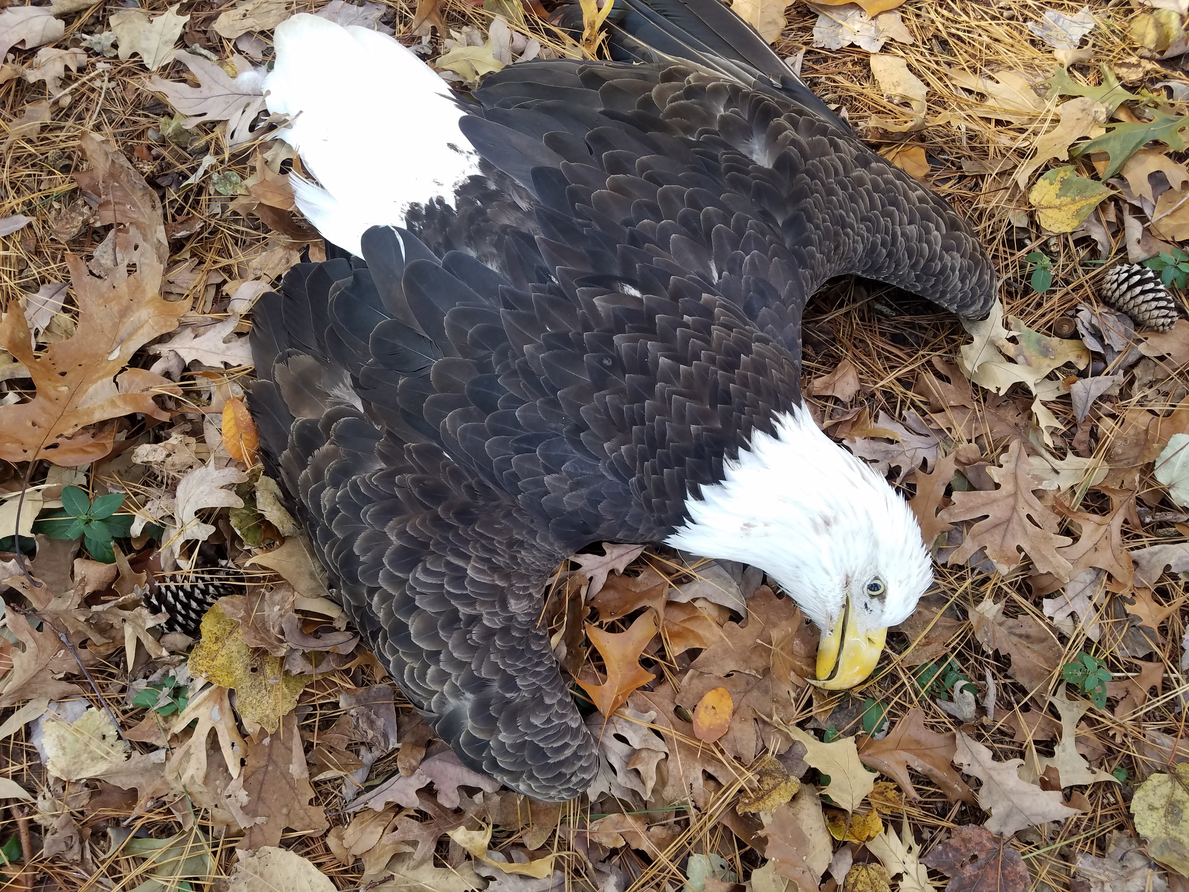 What To Do When You Find A Dead Bald Eagle - delaware-surf-fishing.com