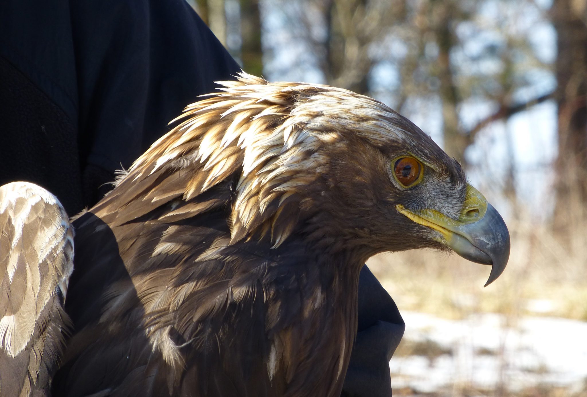 NCWRC Researches Golden Eagle Wintering Grounds in WNC