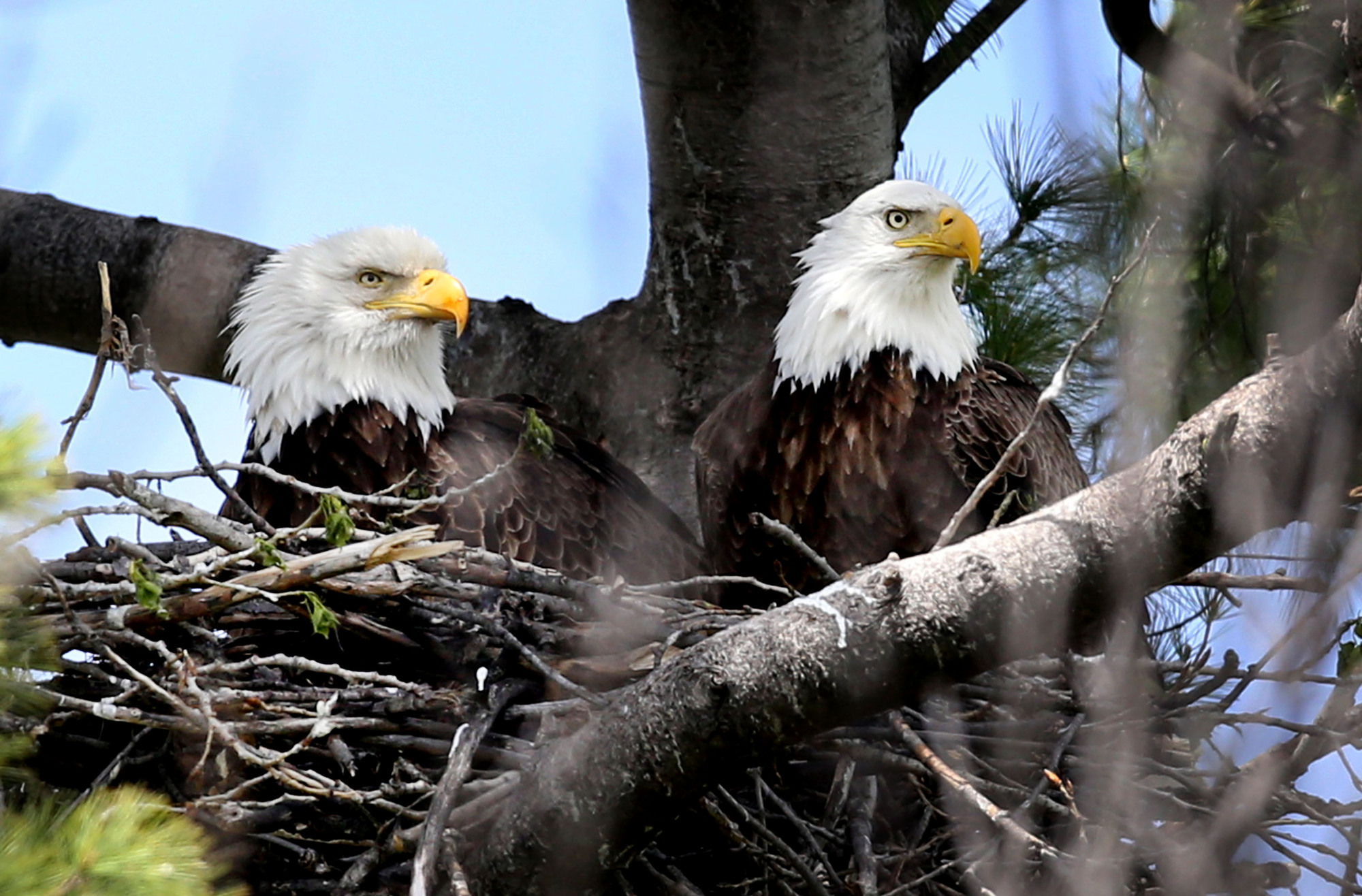 Where to see eagles in their massive nests around the Twin Cities ...