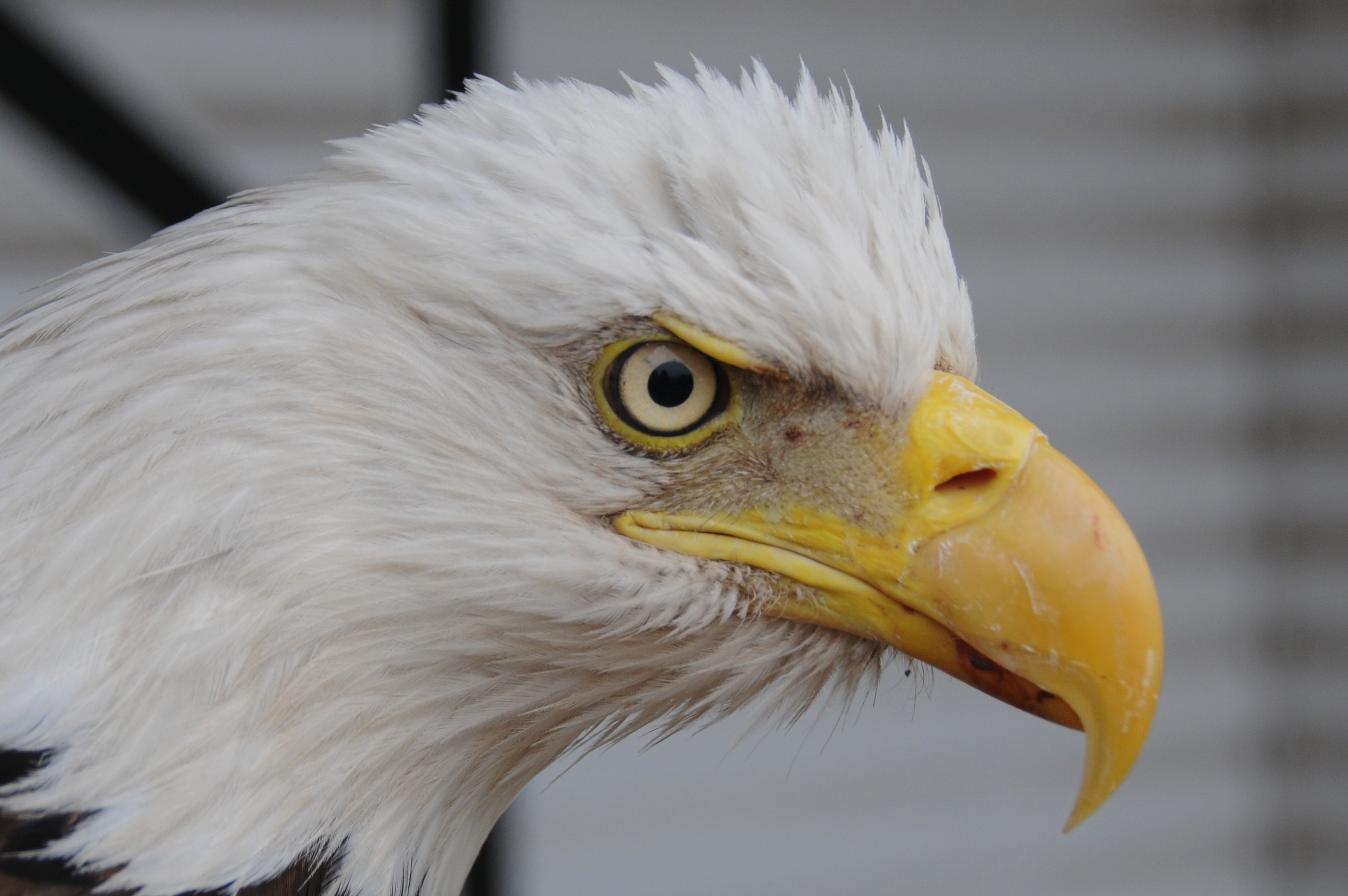 Bald Eagle Eyes and Vision - The Center for Conservation Biology