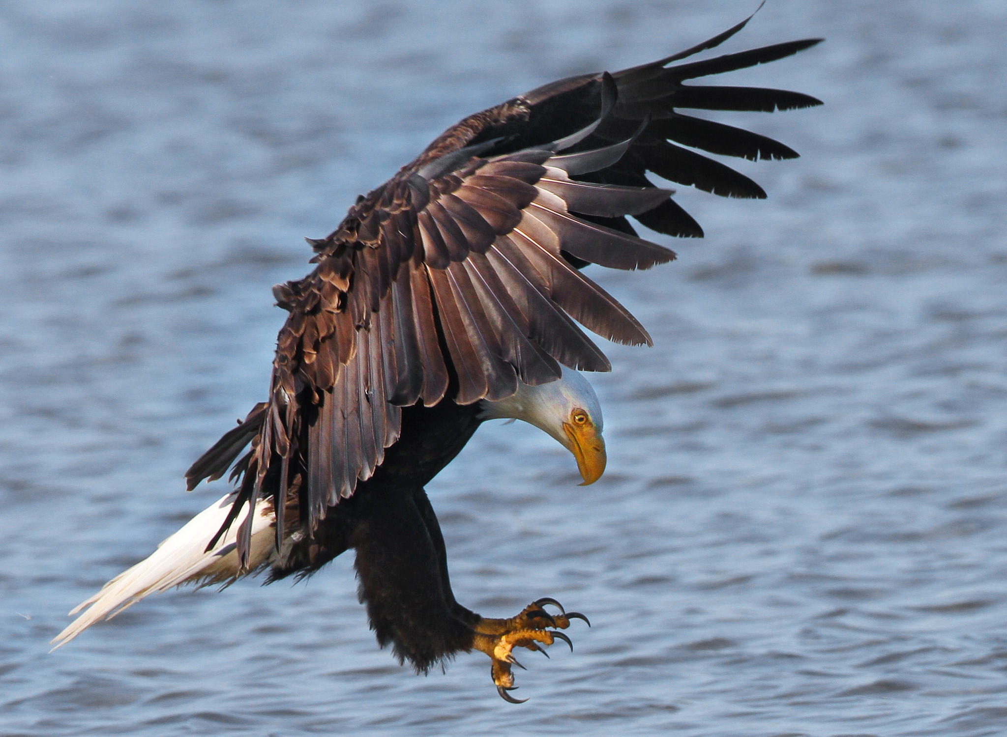 Bald Eagle Recovery in Vermont | Audubon Vermont