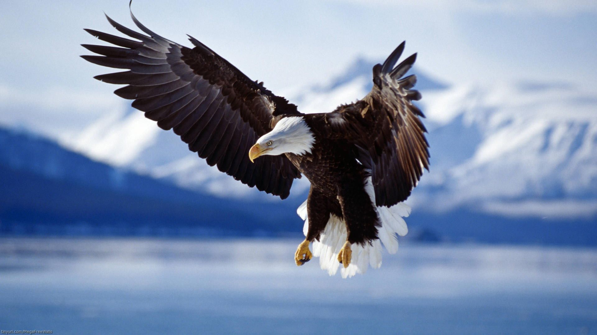Top 76 Bald Eagle Wallpaper - HD Animal Spot