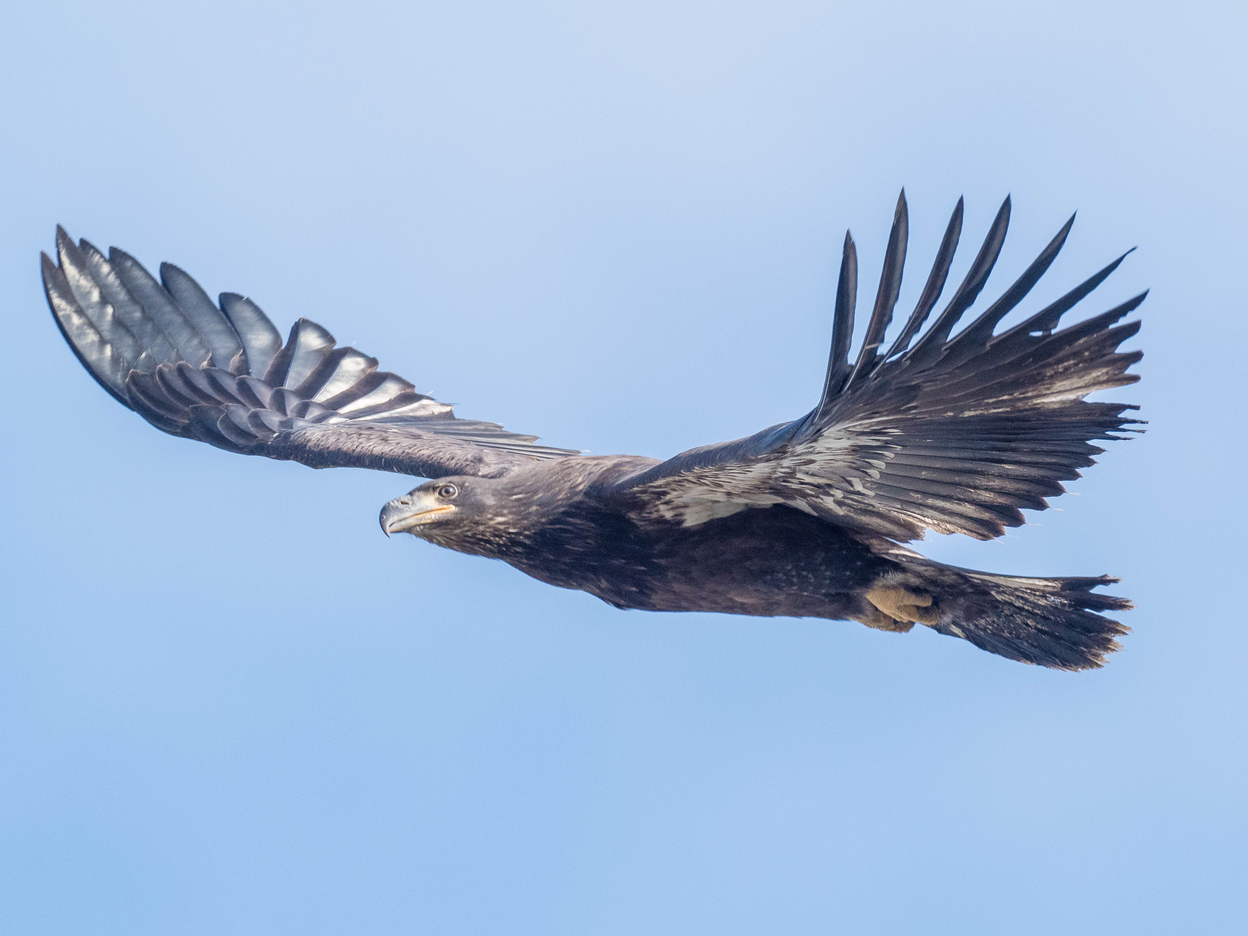 Curtner's juvenile eagle takes flight