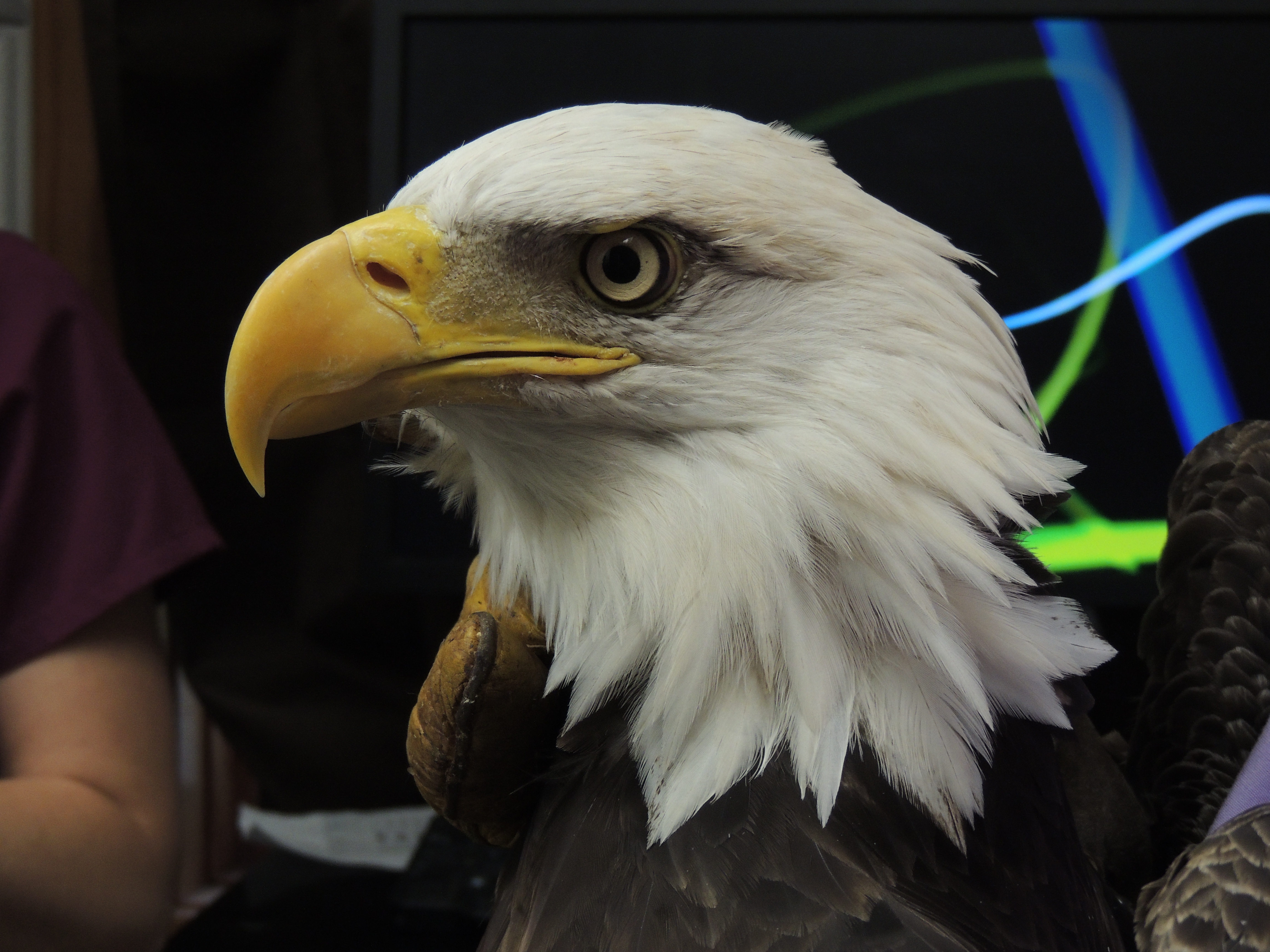 Bald Eagle #17-2257 [HK] | The Wildlife Center of Virginia