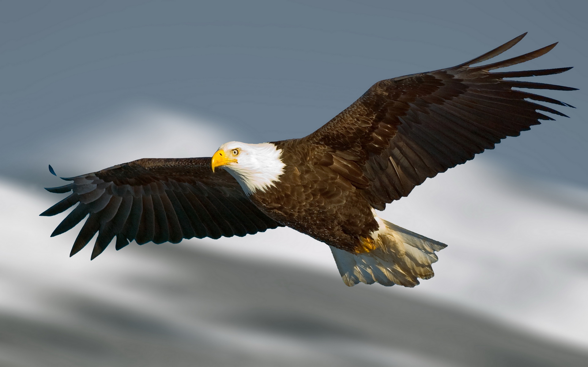 Eagle HD Wallpaper | Download Free HD Wallpapers