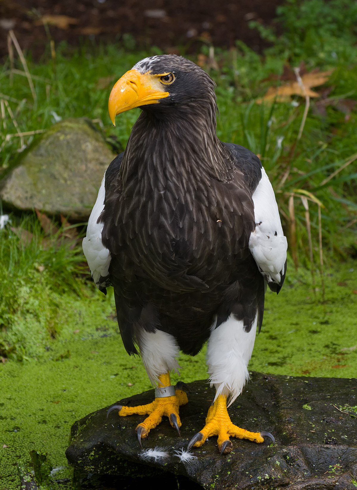 Steller's sea eagle - Wikipedia