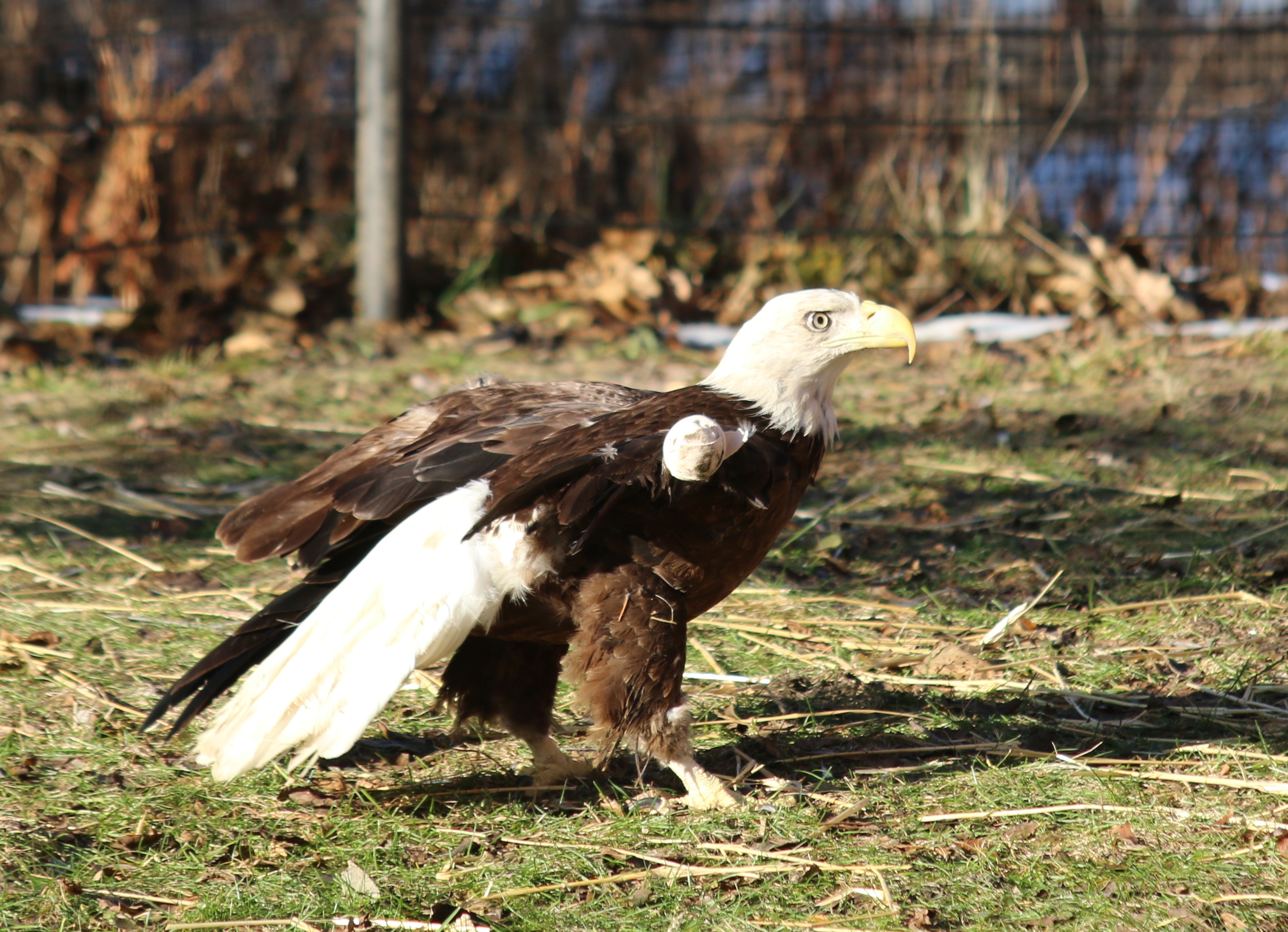 Bald Eagle With Amputated Wing Lands New Home At Detroit Zoo « CBS ...