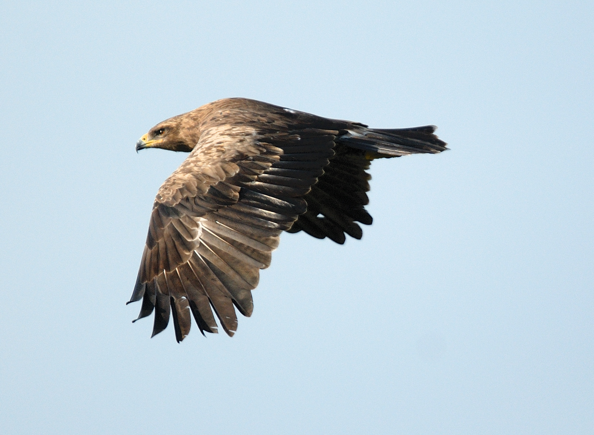 German conservationists plan campaign to save the lesser spotted eagle