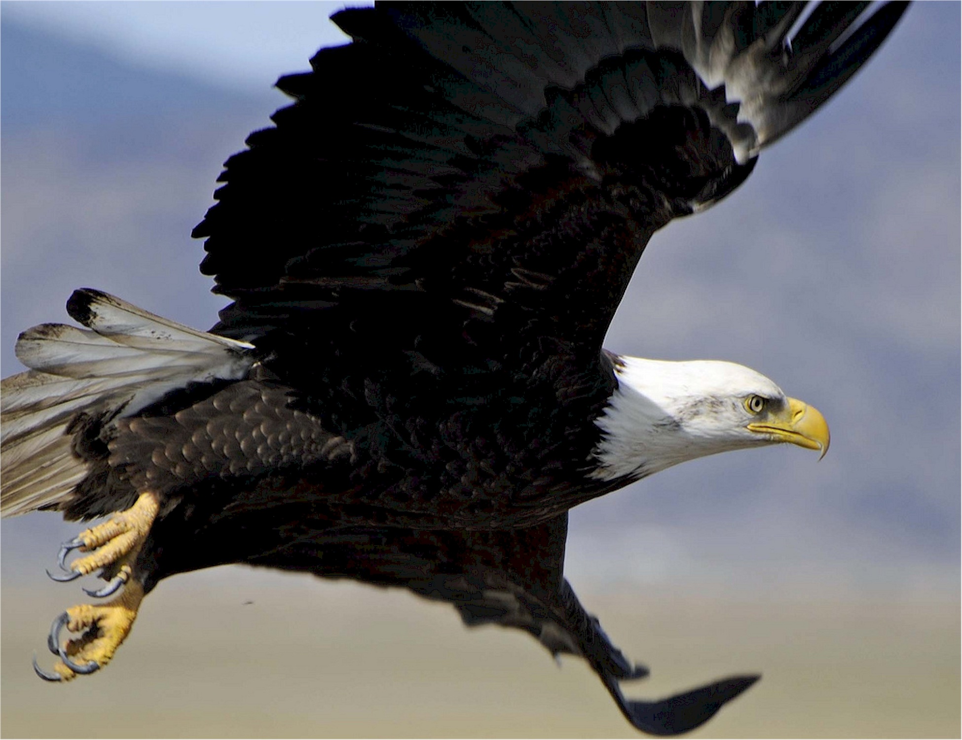 Eagle flying photo