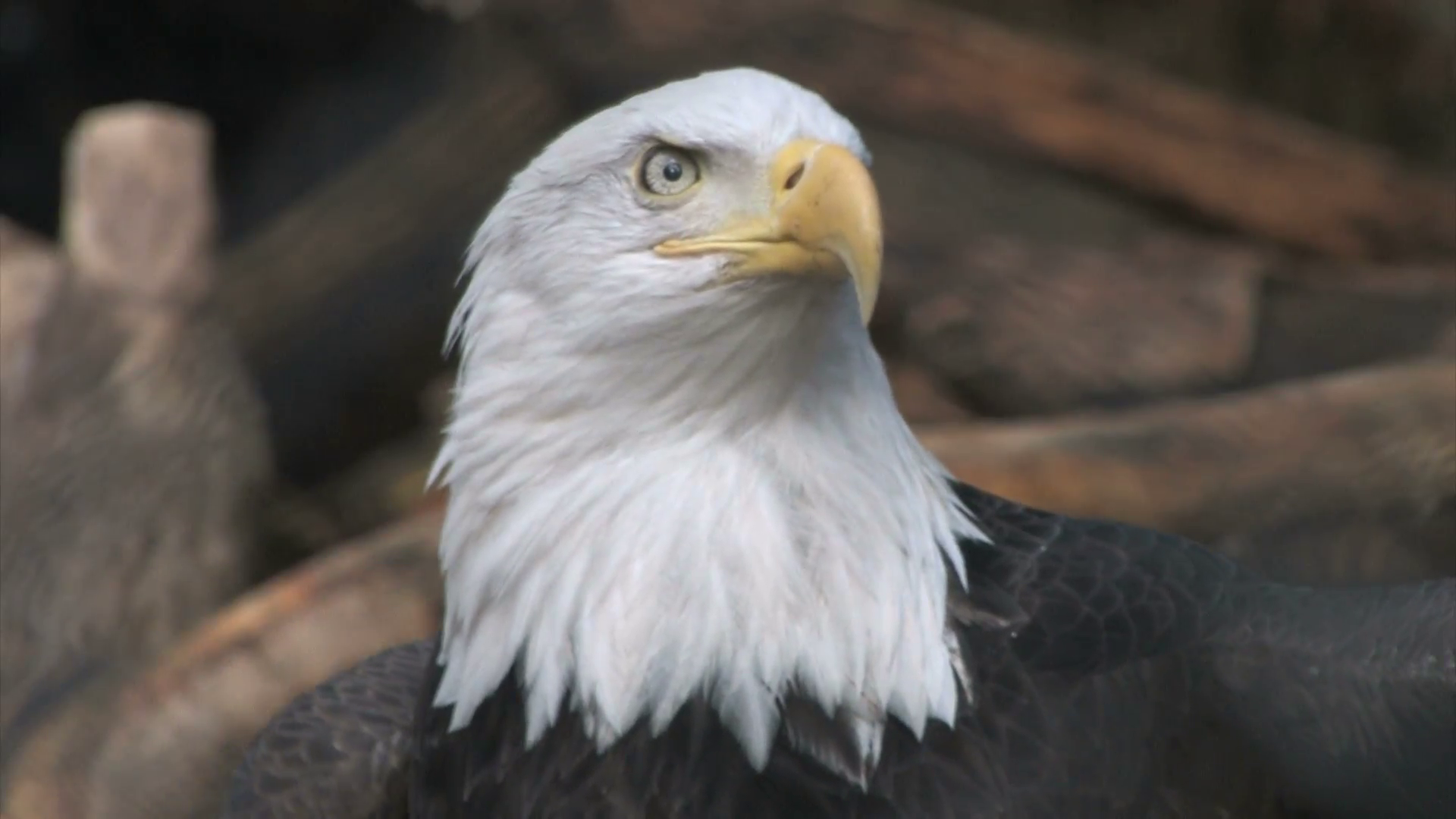 Bald Eagle Turning Head Close Up Stock Video Footage - VideoBlocks