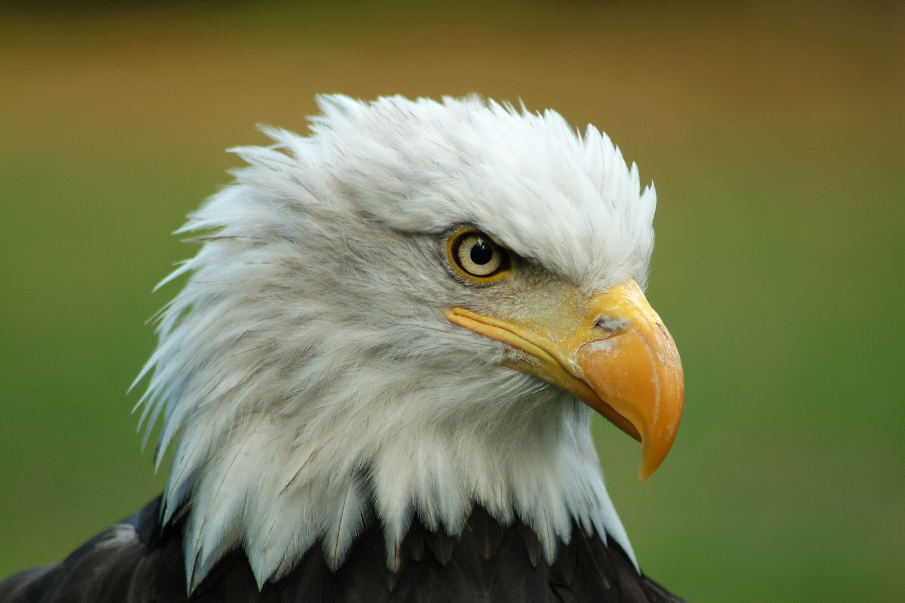 File:Bald Eagle Head.jpg - Wikimedia Commons