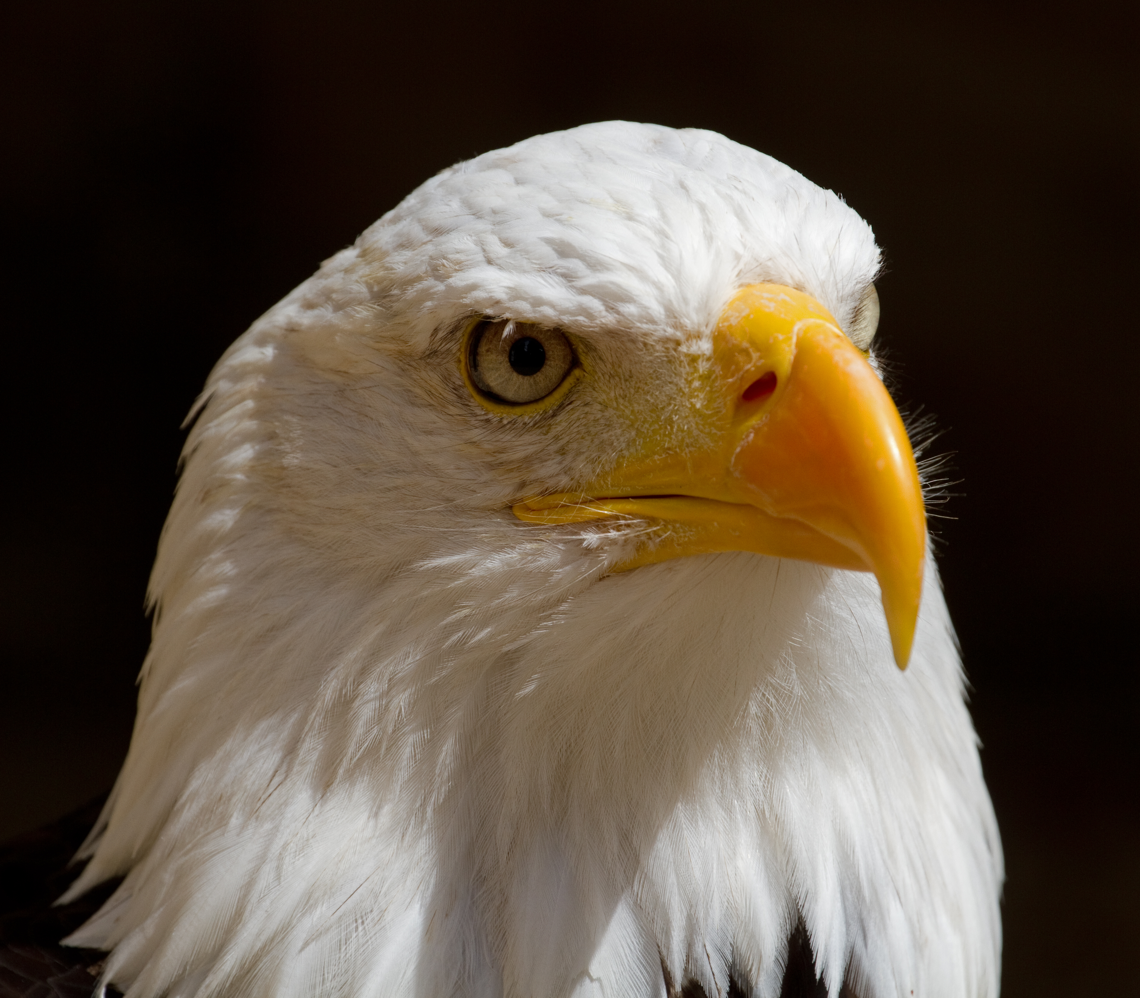 File:Bald Eagle Head (6019417016).jpg - Wikimedia Commons