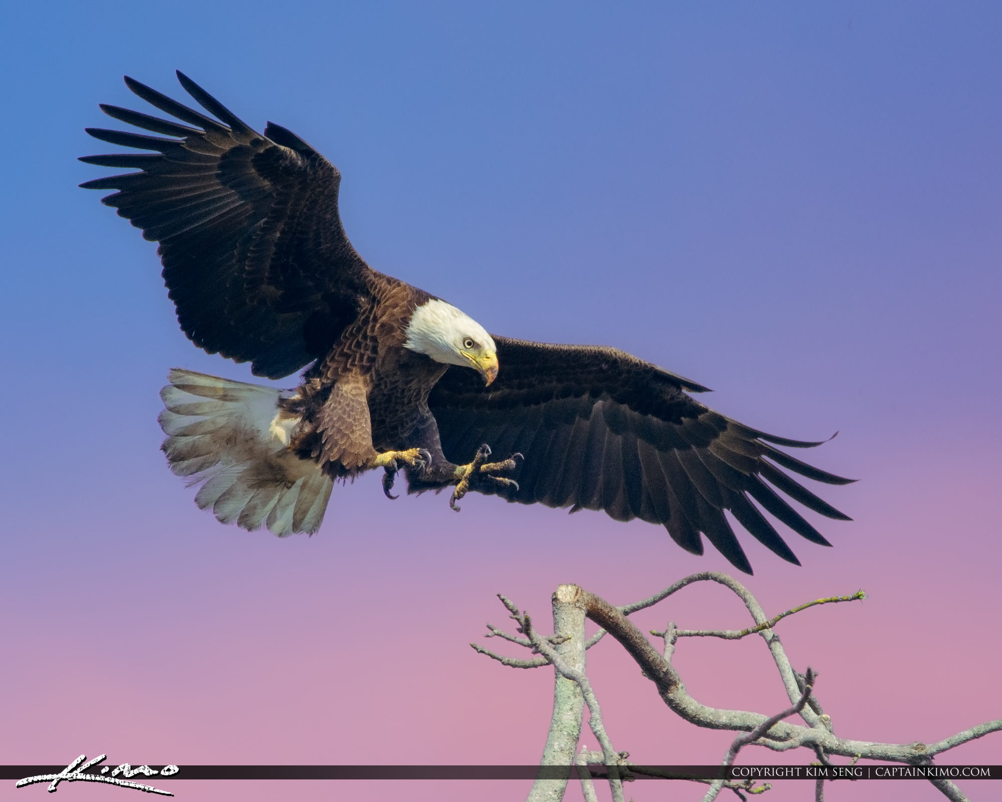Florida Eagle landing on a Branch