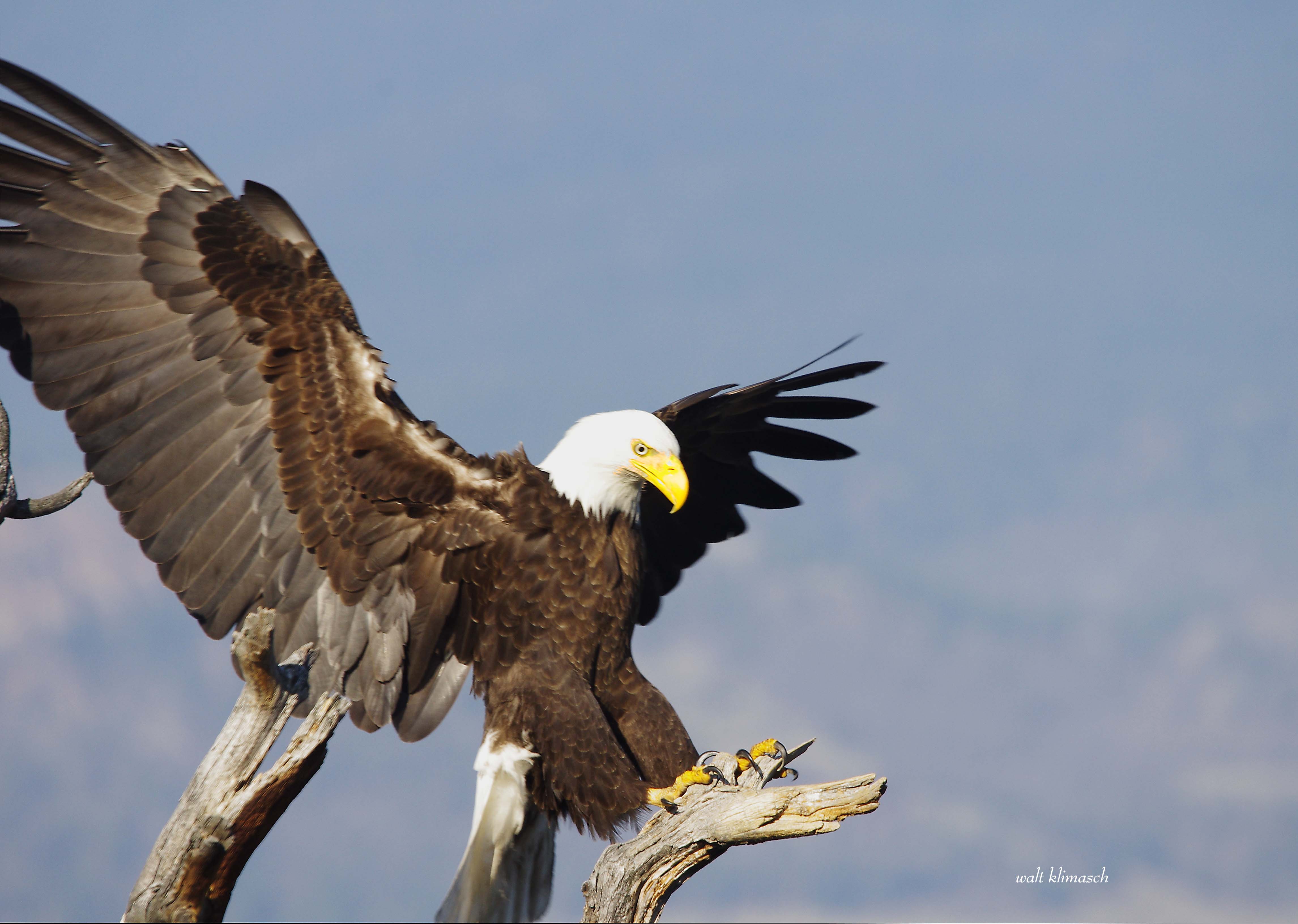 eagle landing - Pentax User Photo Gallery