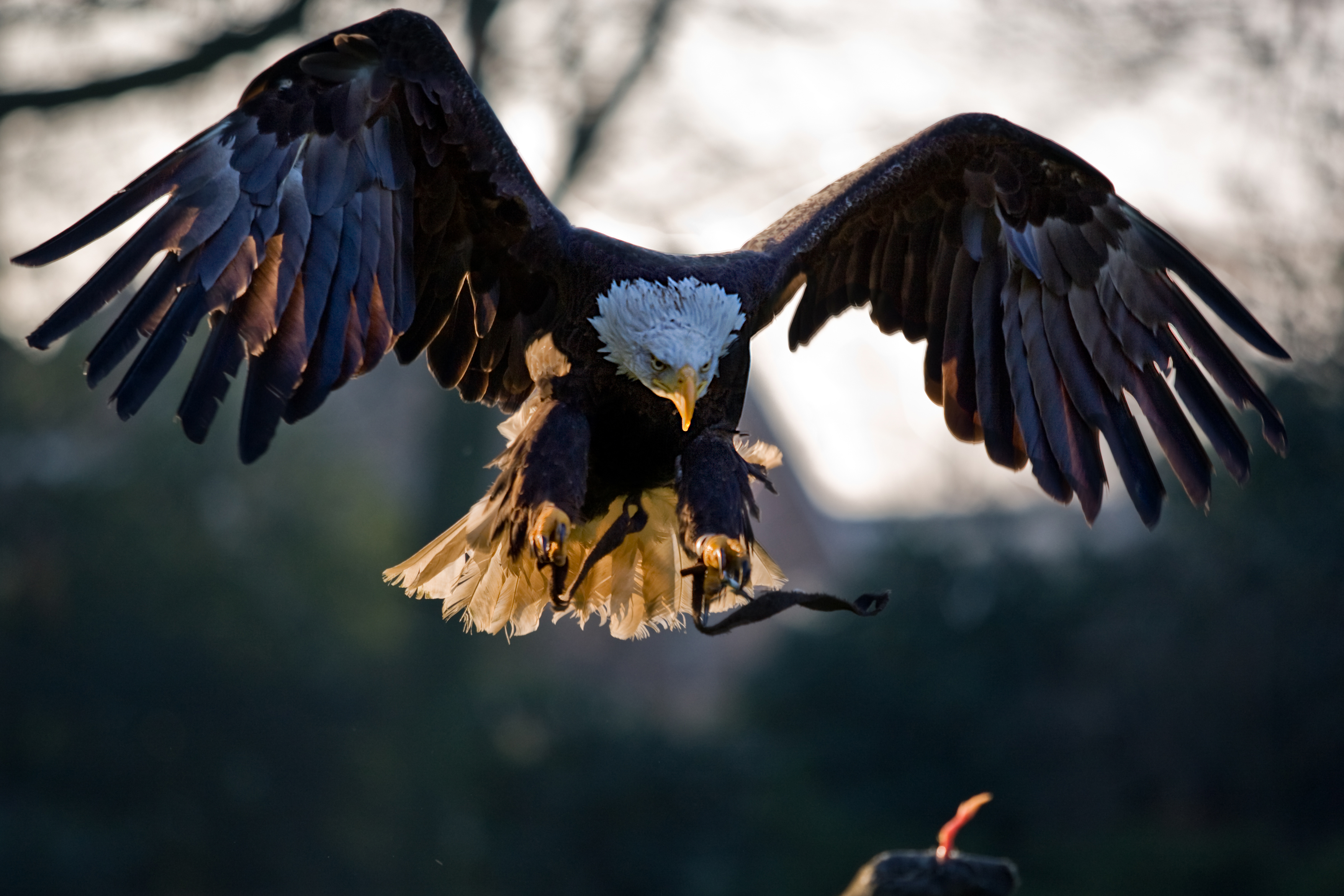 File:American Bald Eagle, landing.jpg - Wikimedia Commons
