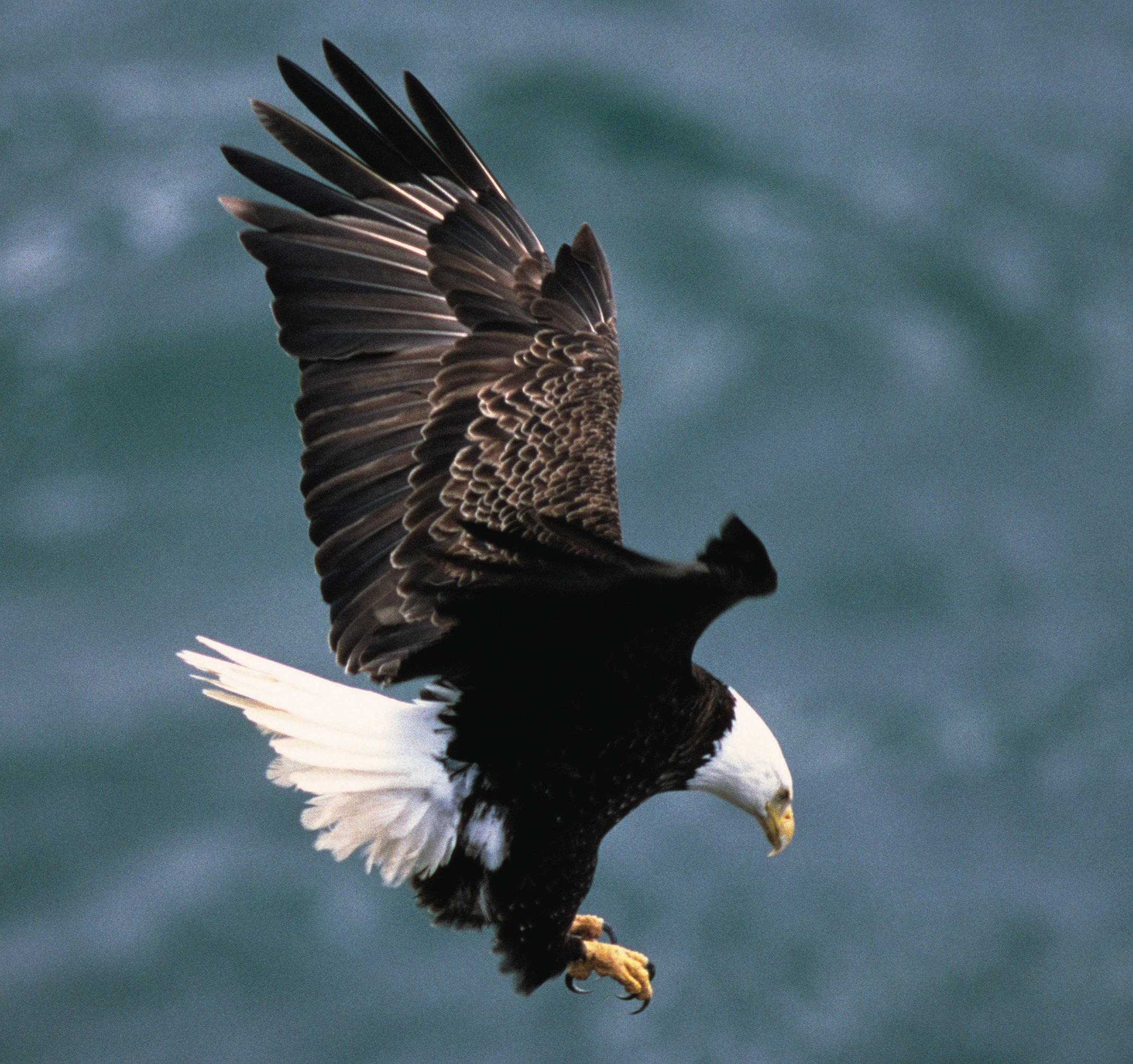 File:Bald eagle landing.jpg - Wikimedia Commons