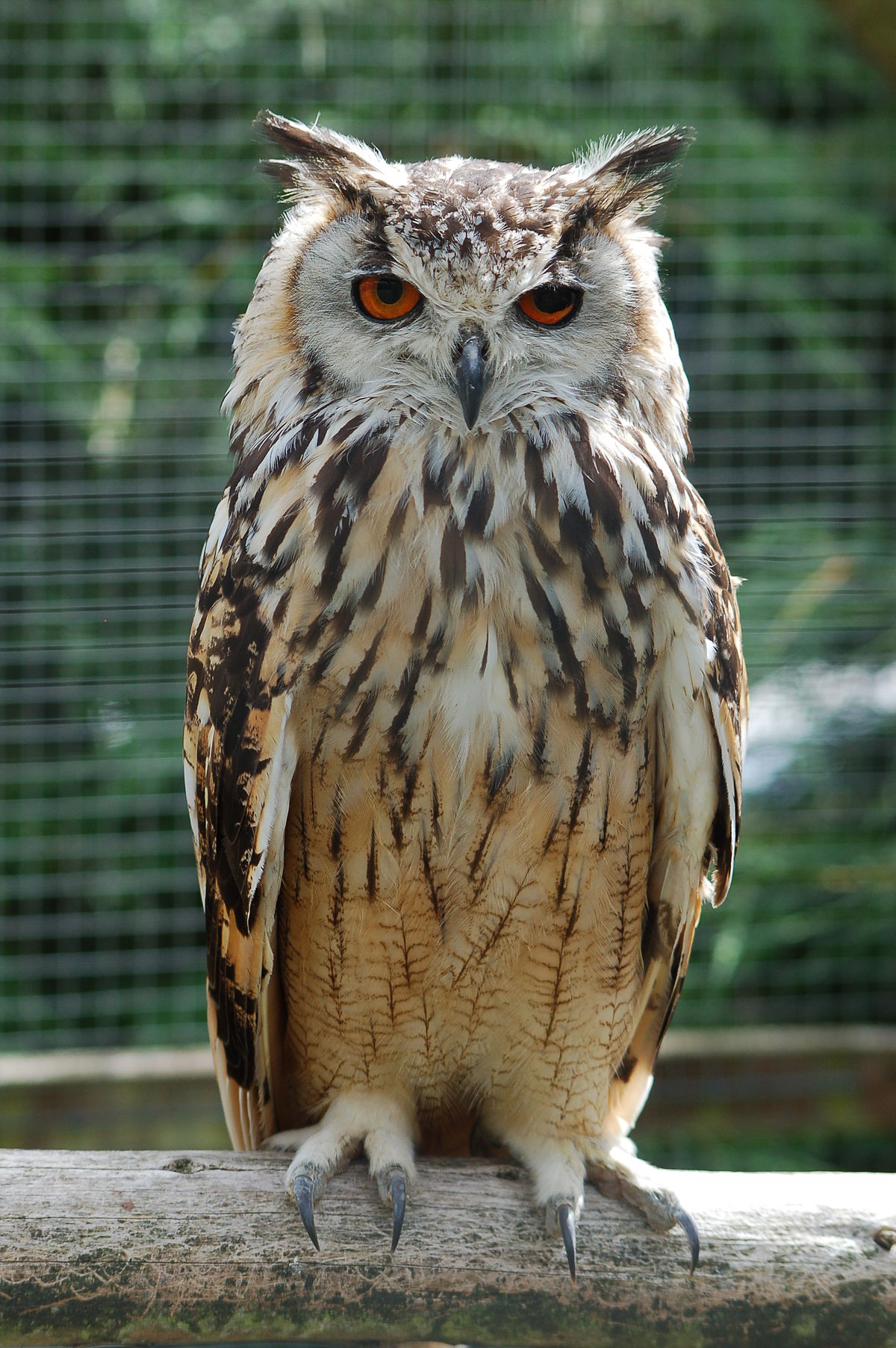 Horned owl - Wikipedia
