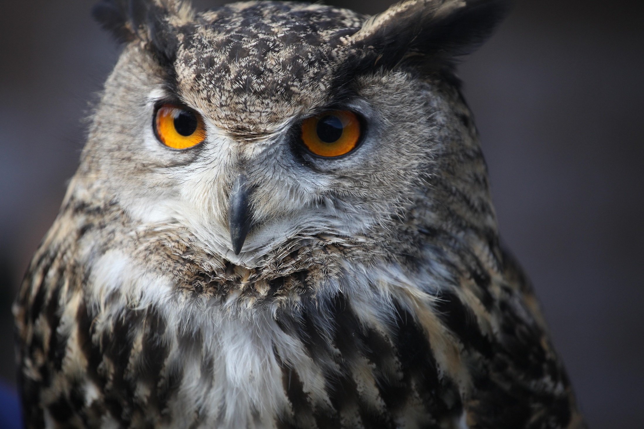 Eagle owl photo