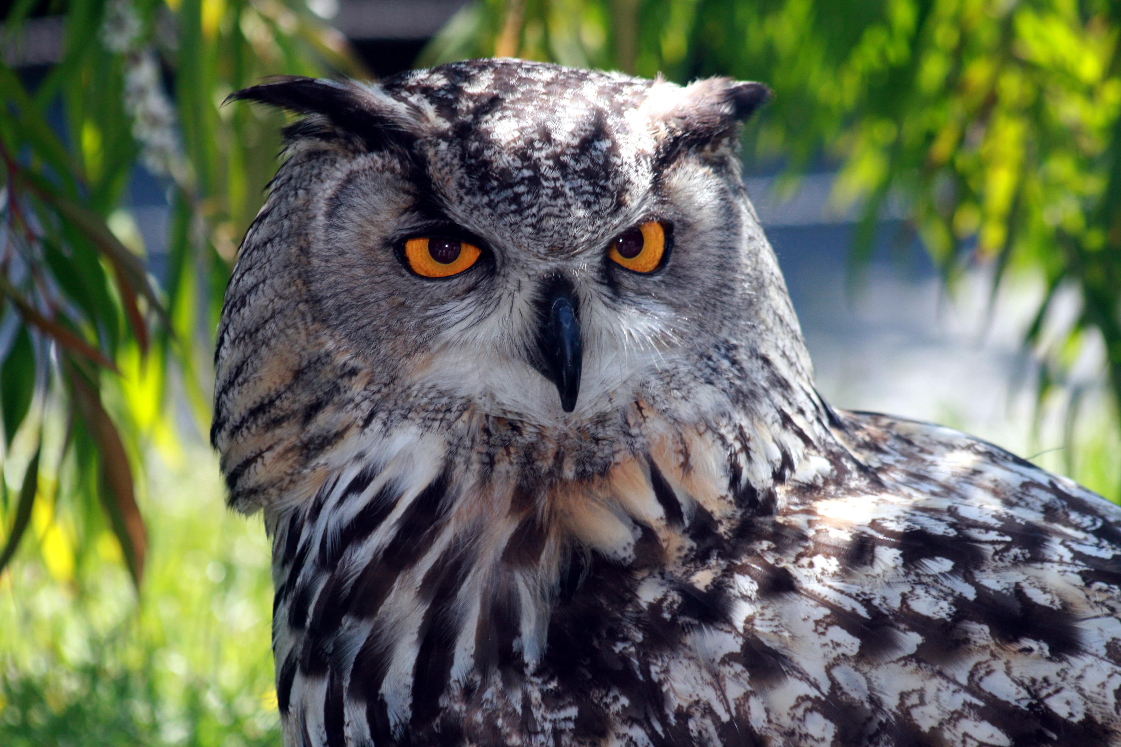 File:Eagle Owl IMG 9203.JPG - Wikimedia Commons