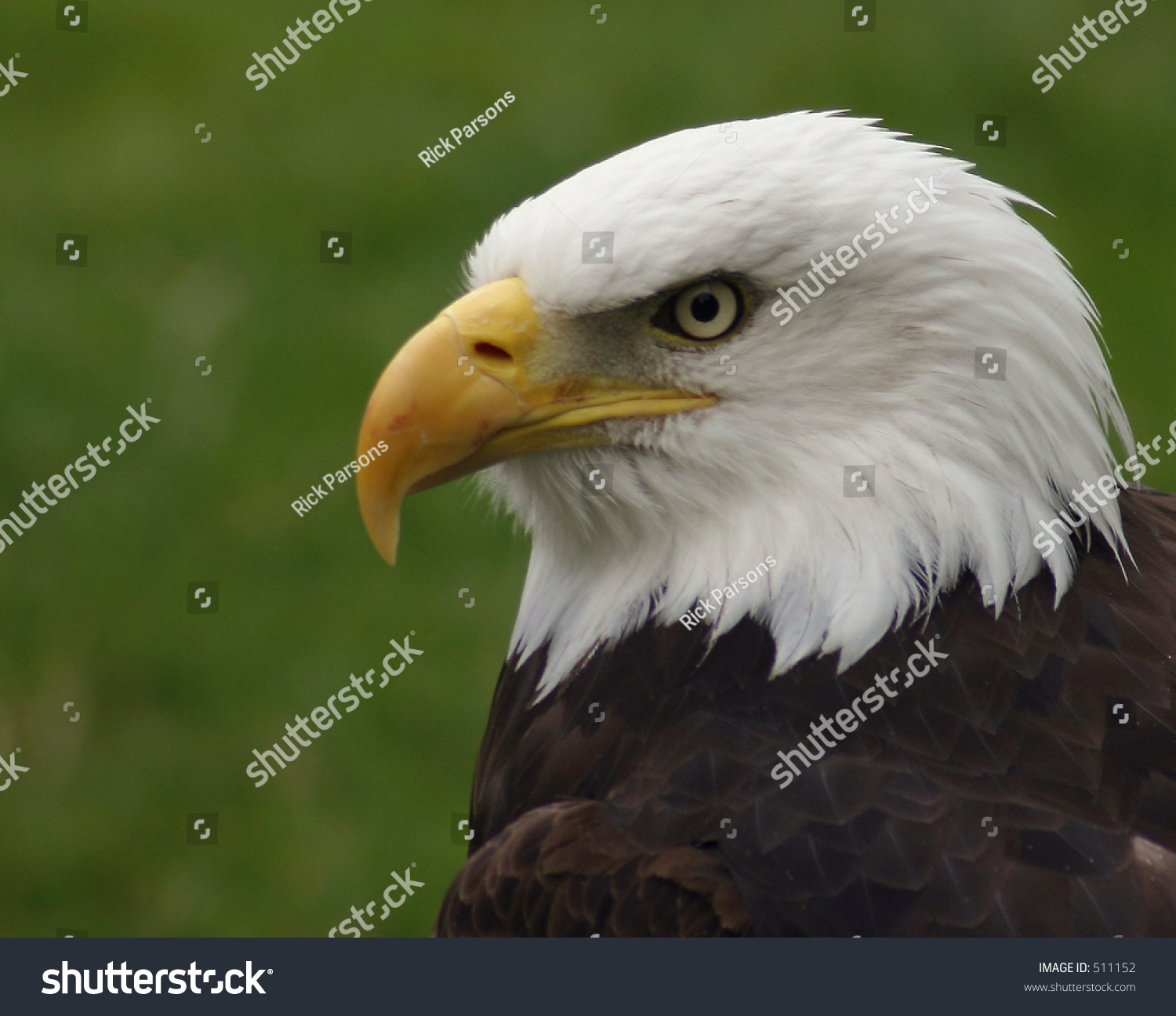 Bald Eagle Profile Stock Photo 511152 - Shutterstock